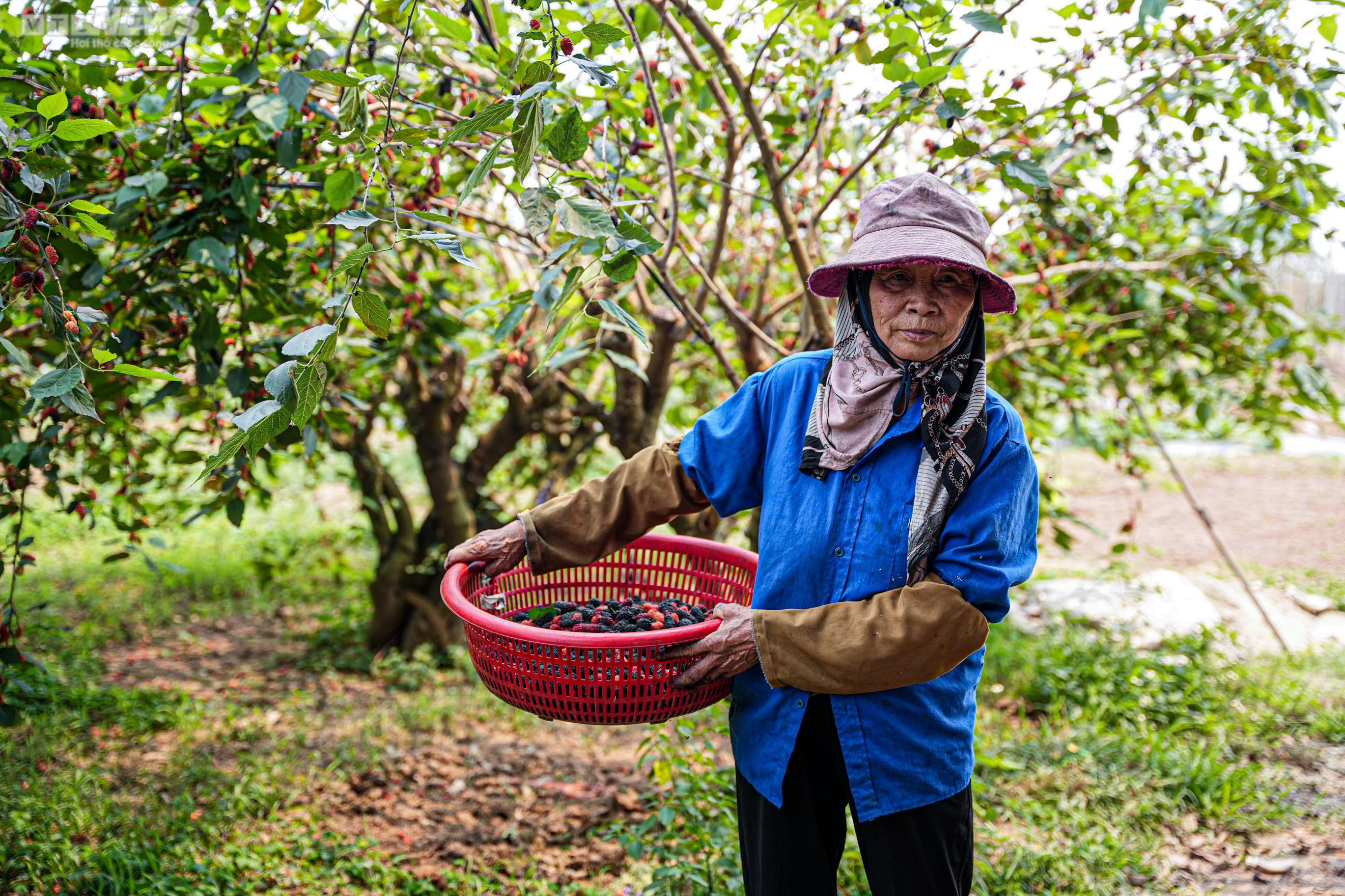 Dâu tằm chín đỏ, nông dân ngoại thành Hà Nội thu tiền triệu mỗi ngày - 7