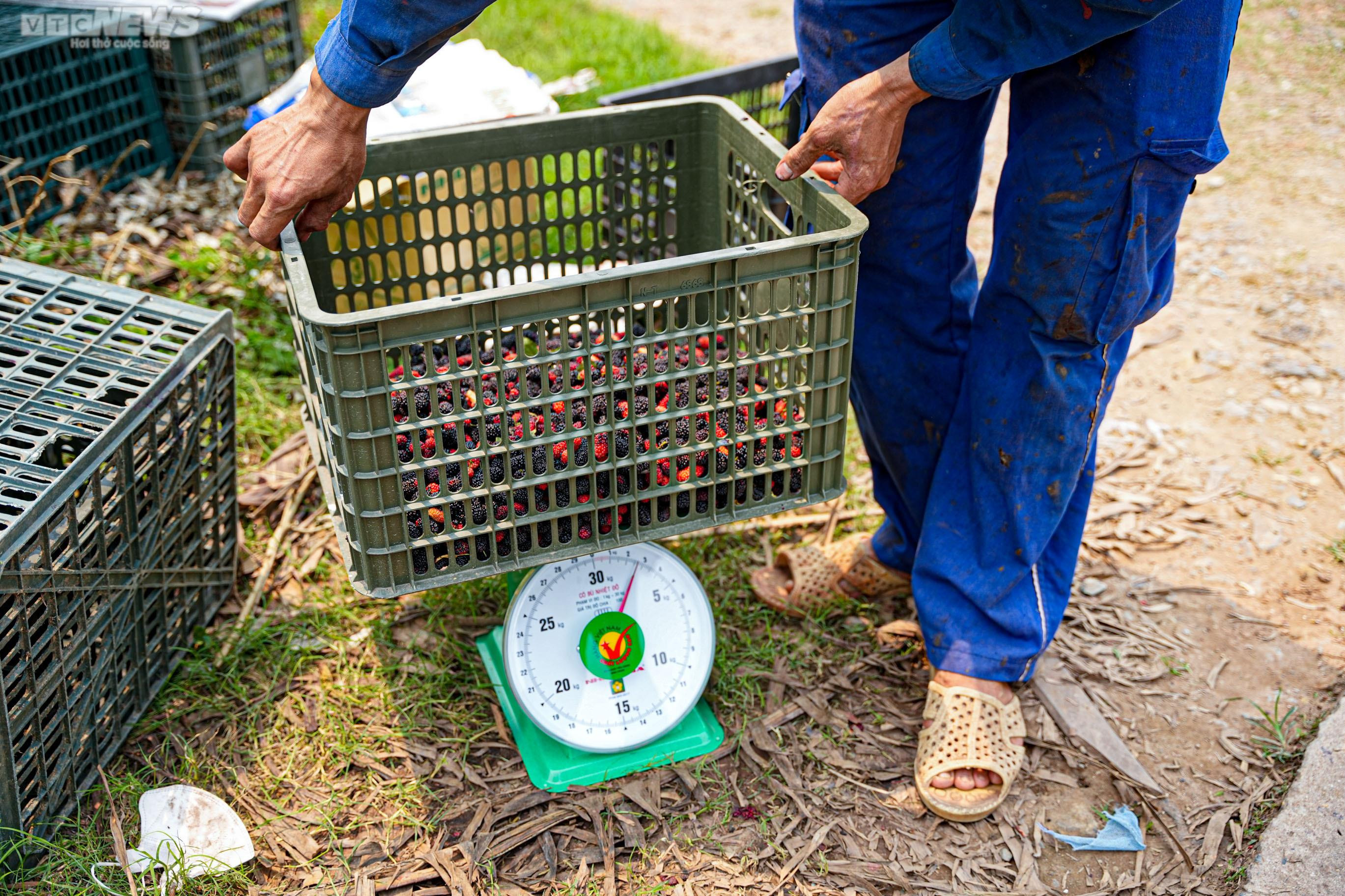 Dâu tằm chín đỏ, nông dân ngoại thành Hà Nội thu tiền triệu mỗi ngày - 12