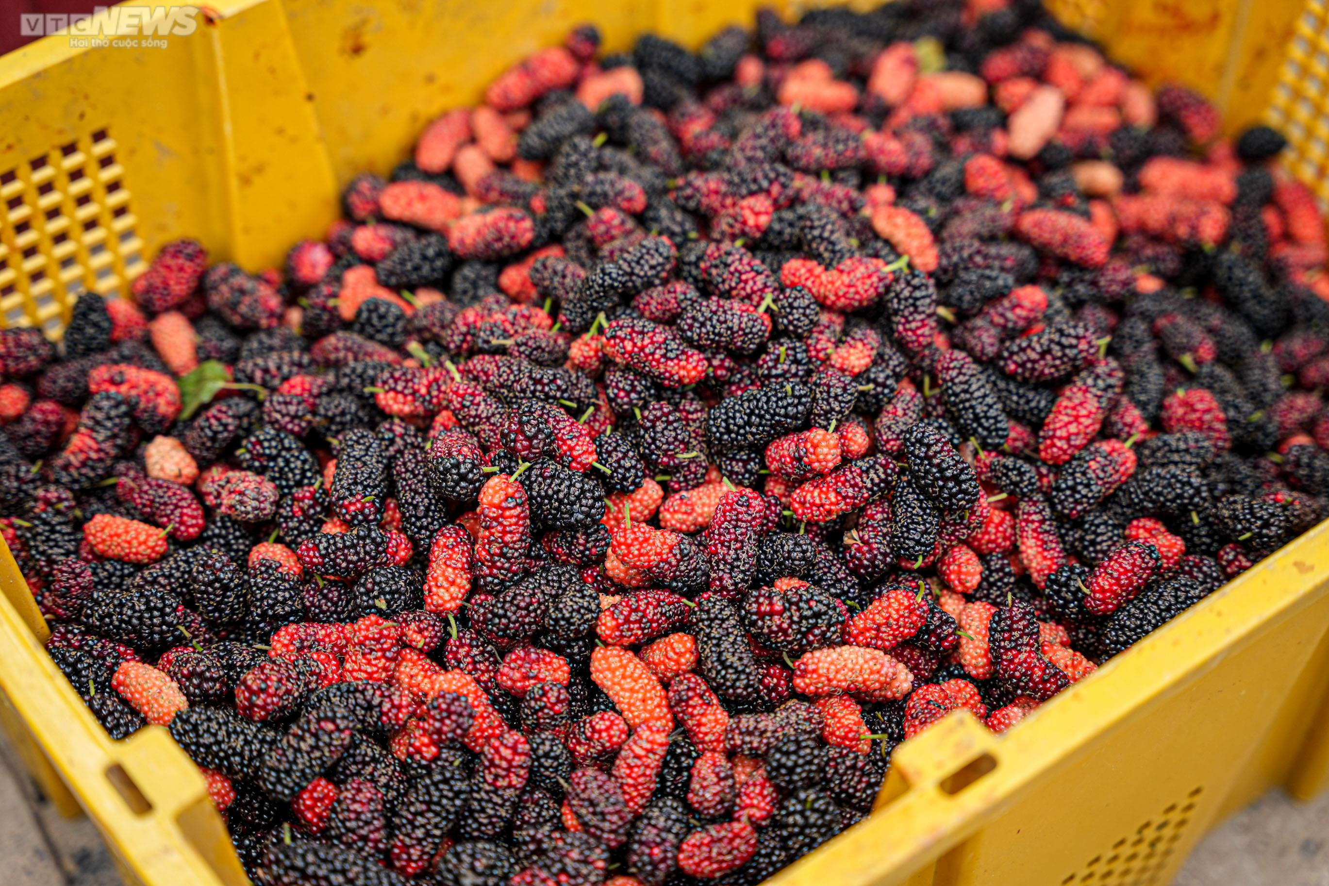 Dâu tằm chín đỏ, nông dân ngoại thành Hà Nội thu tiền triệu mỗi ngày - 13