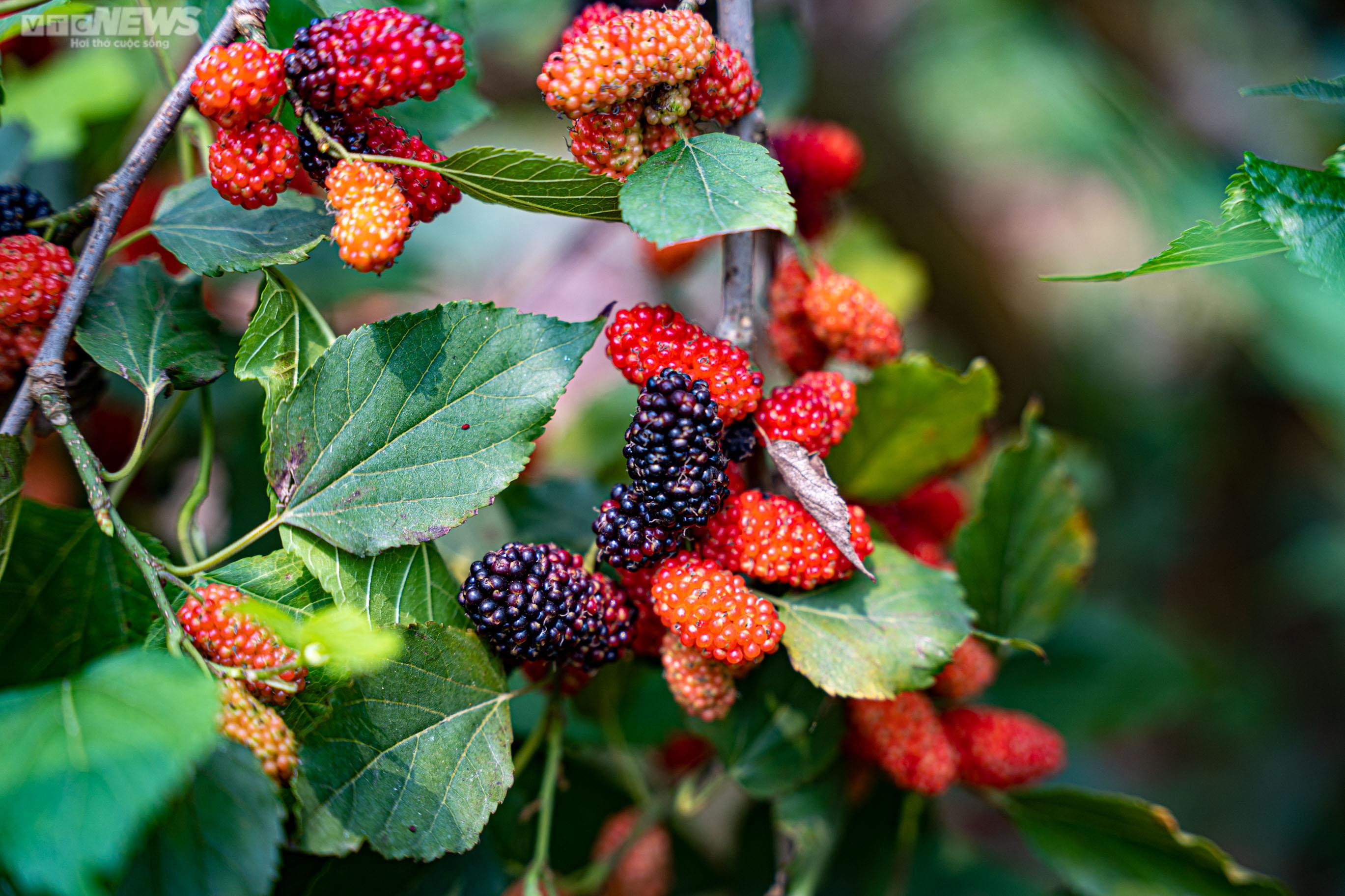 Dâu tằm chín đỏ, nông dân ngoại thành Hà Nội thu tiền triệu mỗi ngày - 3