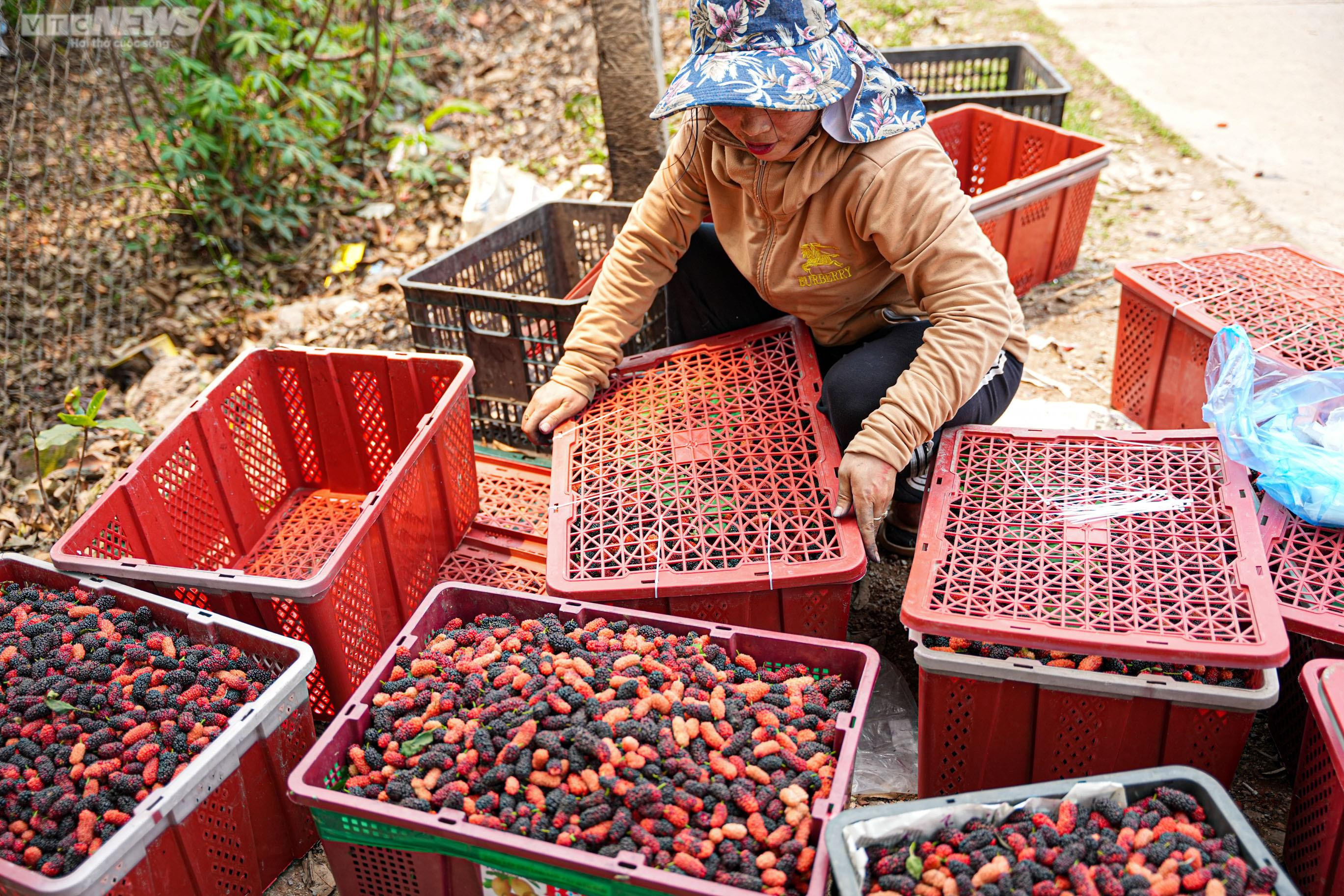 Dâu tằm chín đỏ, nông dân ngoại thành Hà Nội thu tiền triệu mỗi ngày - 14