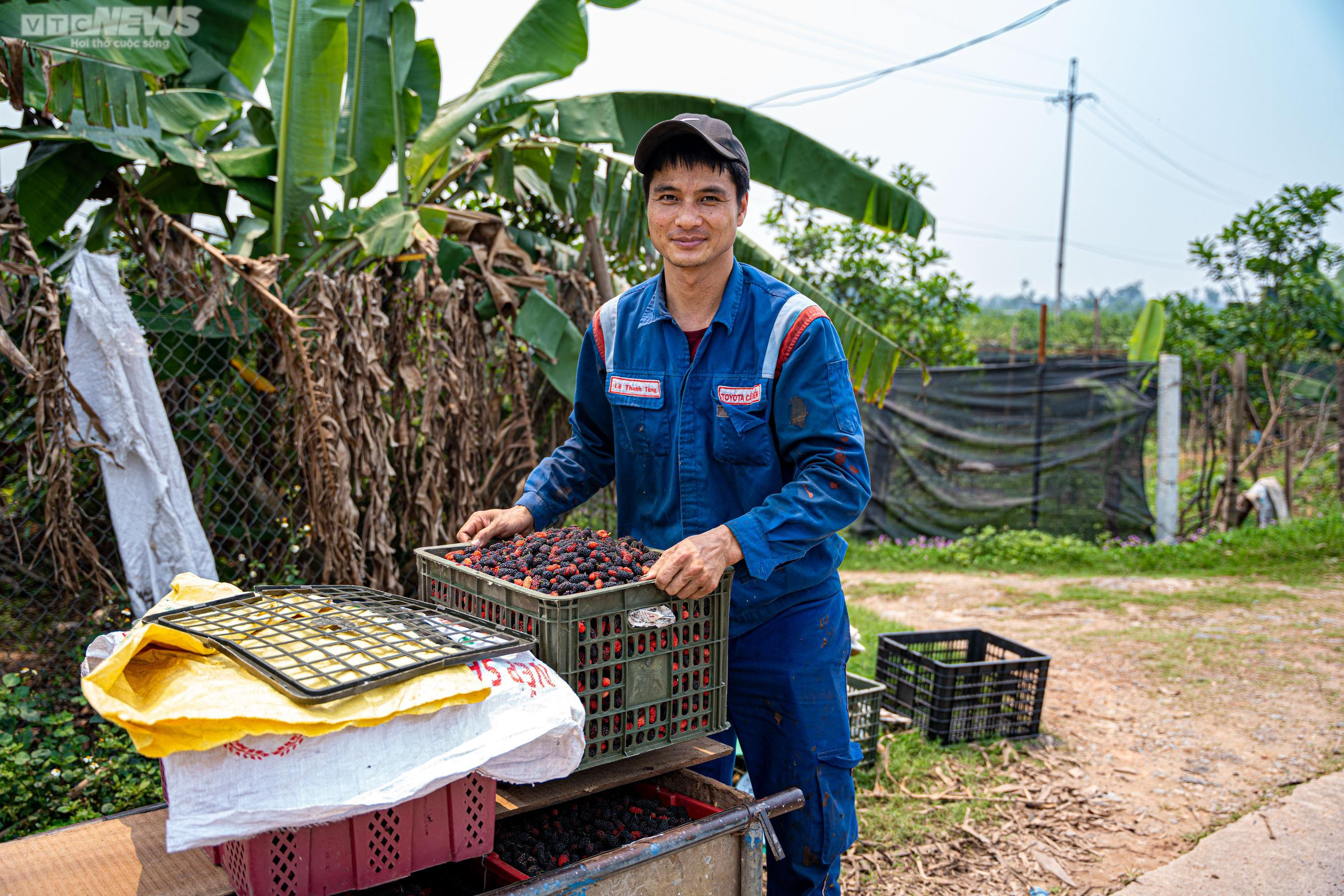 Dâu tằm chín đỏ, nông dân ngoại thành Hà Nội thu tiền triệu mỗi ngày - 10