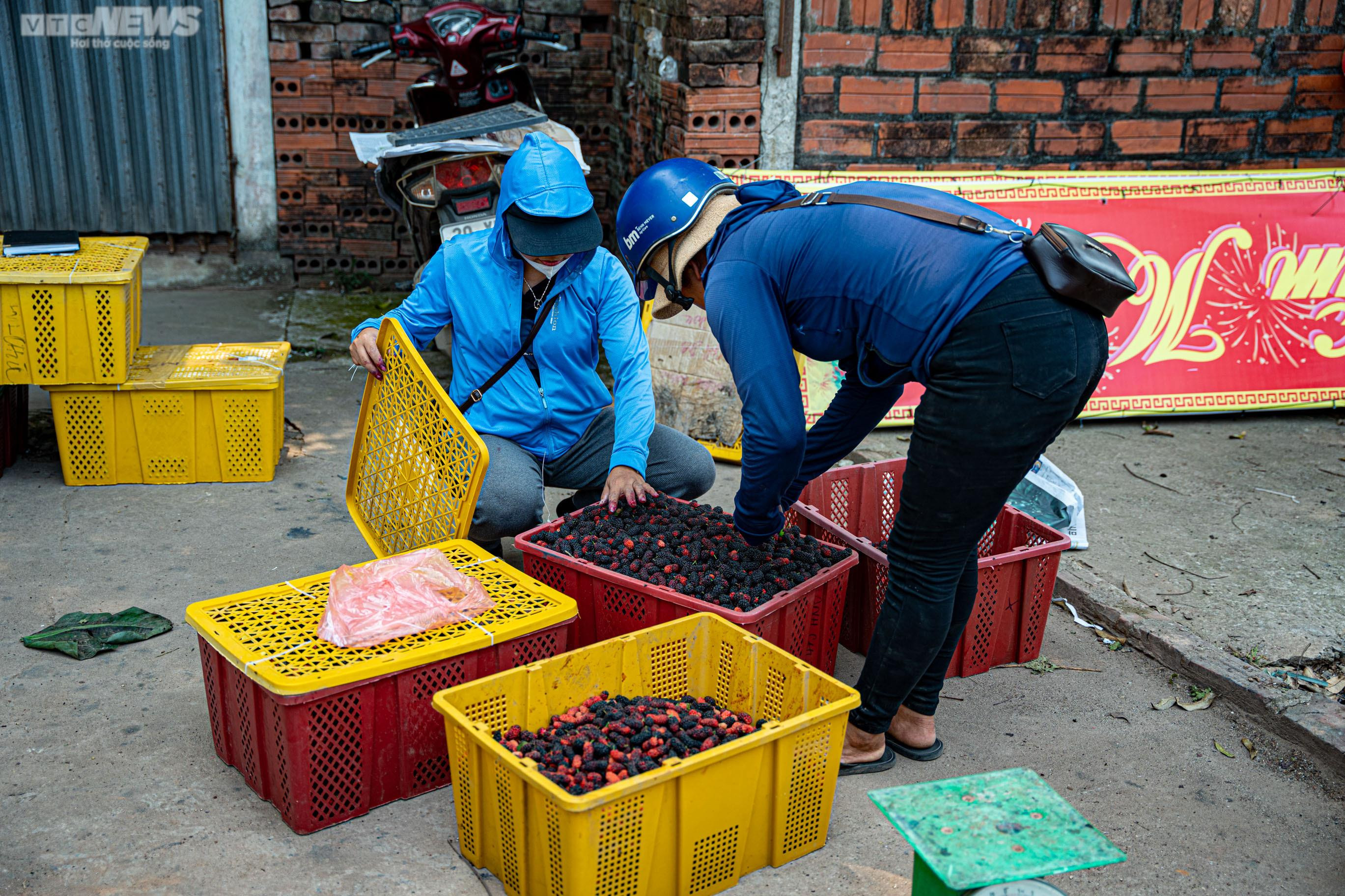 Dâu tằm chín đỏ, nông dân ngoại thành Hà Nội thu tiền triệu mỗi ngày - 11