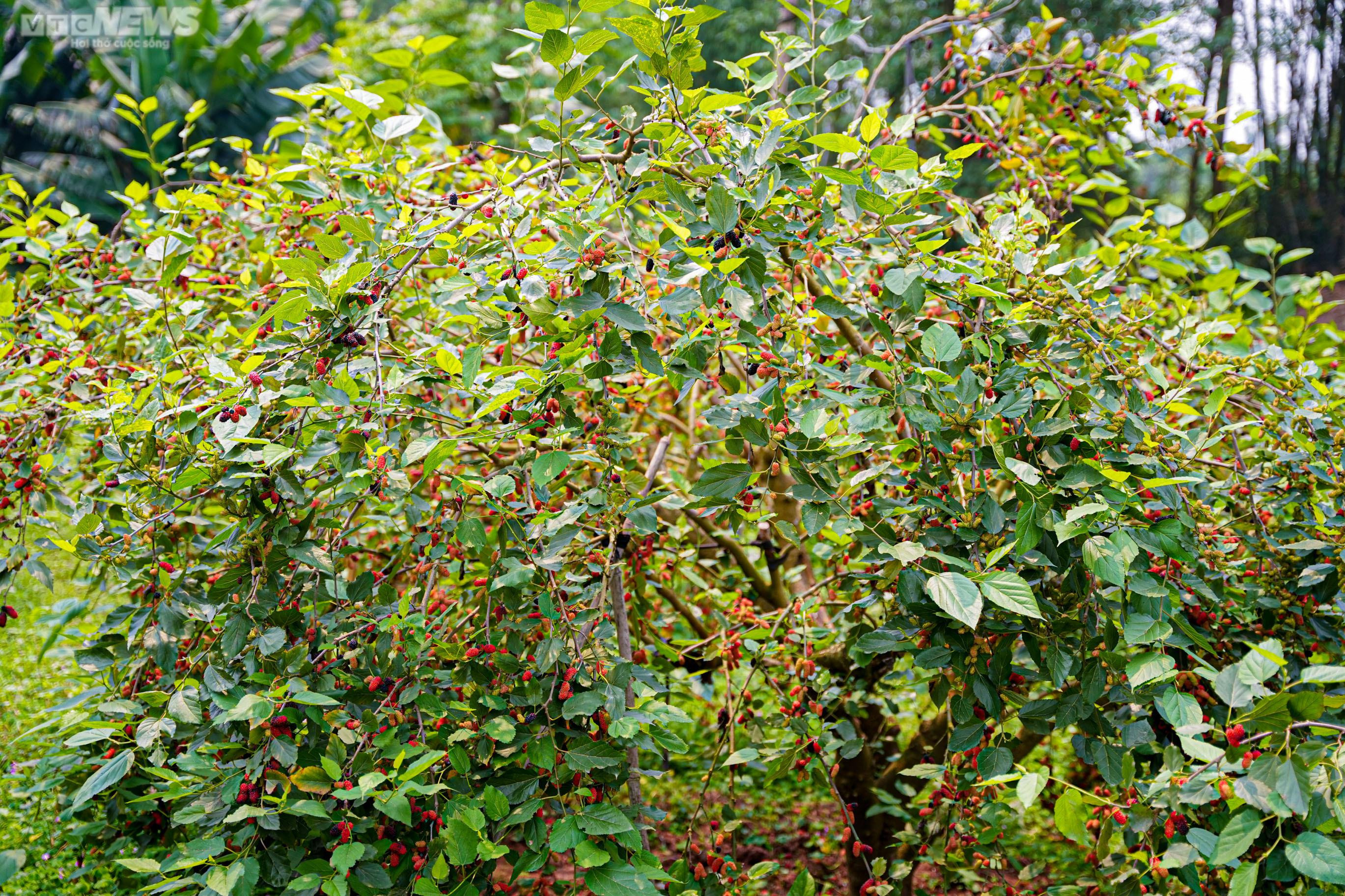 Dâu tằm chín đỏ, nông dân ngoại thành Hà Nội thu tiền triệu mỗi ngày - 1