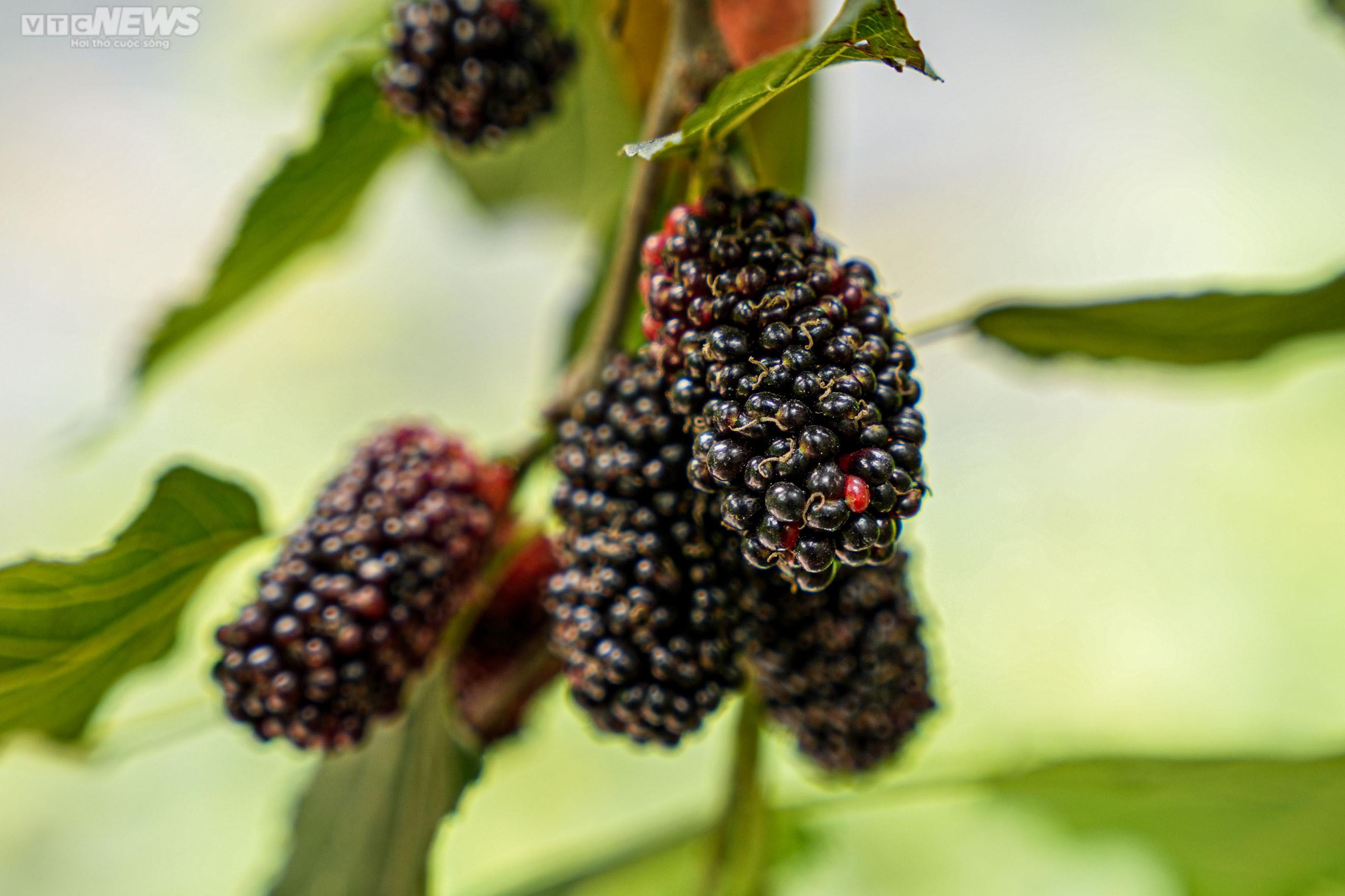 Dâu tằm chín đỏ, nông dân ngoại thành Hà Nội thu tiền triệu mỗi ngày - 4