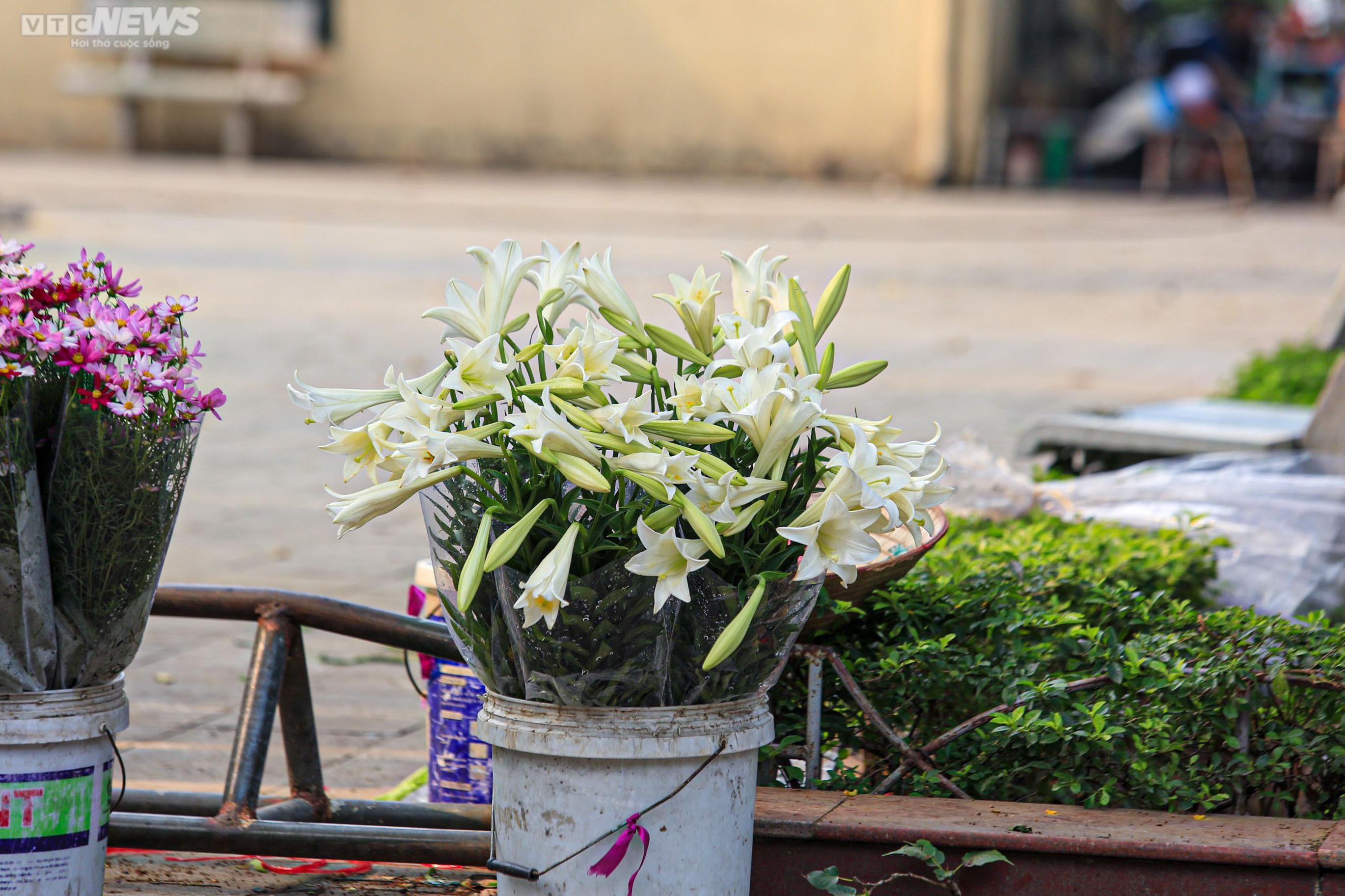 Hoa loa kèn trắng tinh khôi khoe sắc trên phố phường Hà Nội - 6