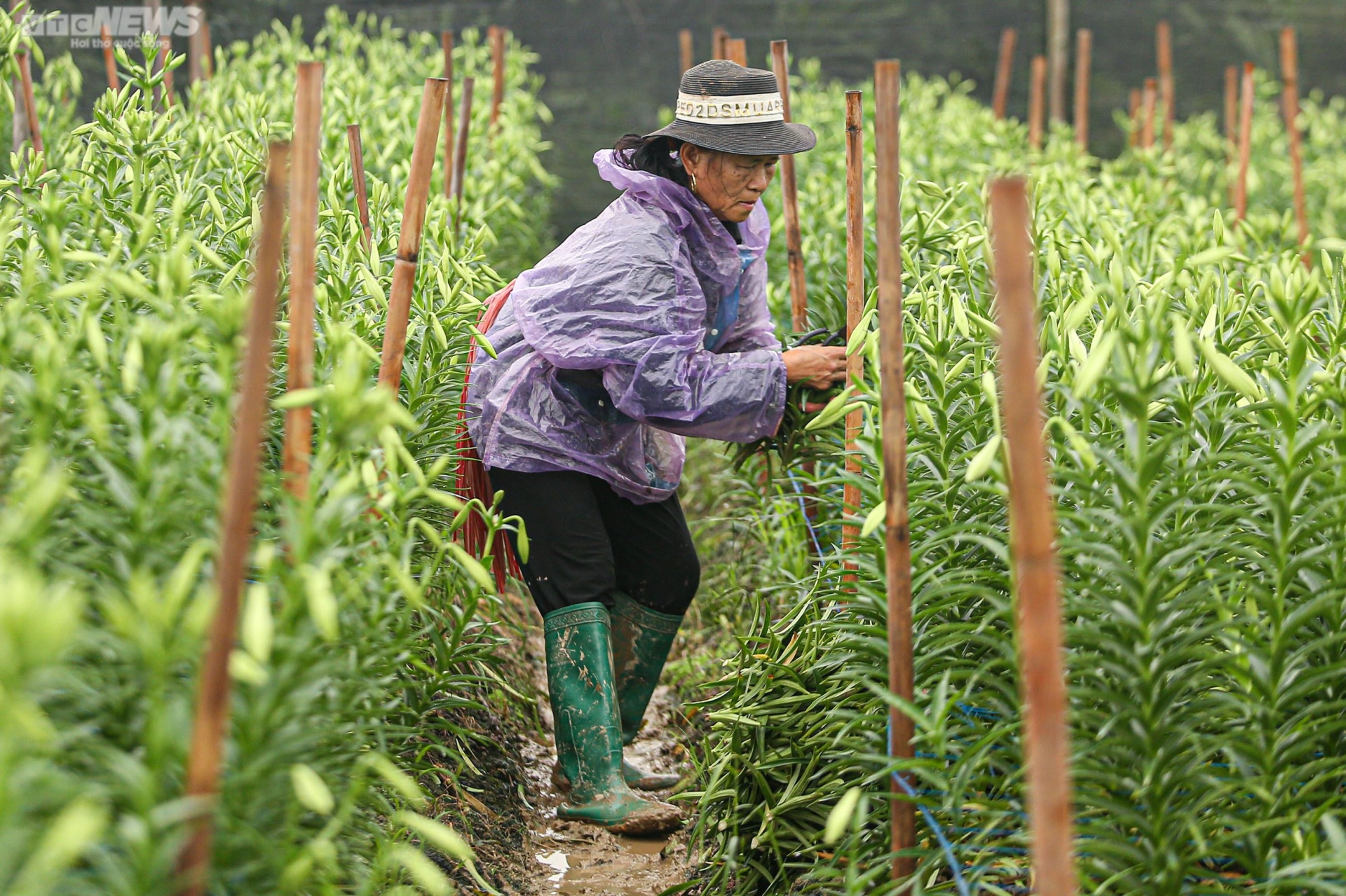 Hoa loa kèn vào vụ, nông dân ngoại thành Hà Nội thu chục triệu đồng mỗi ngày - 7