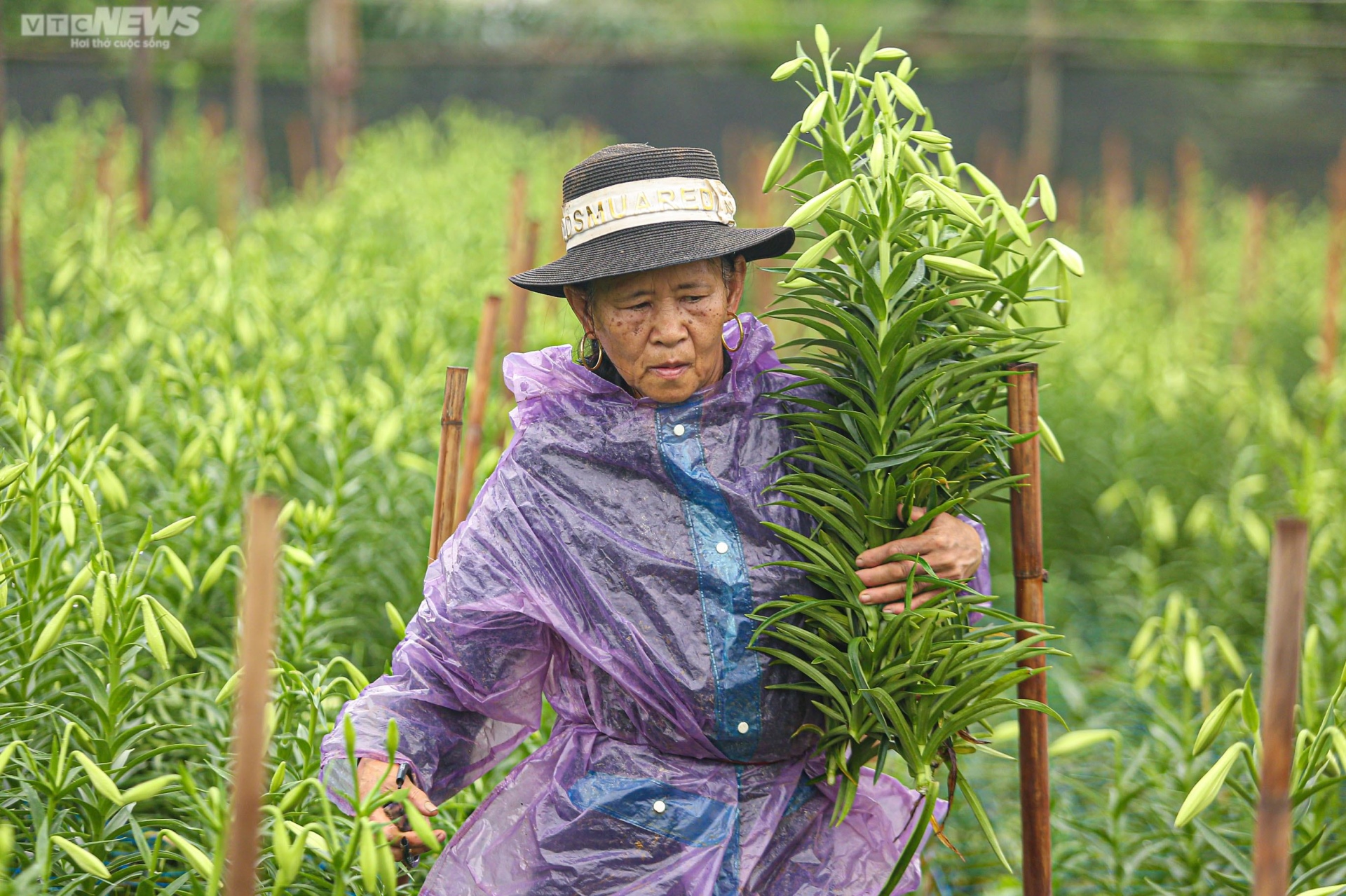 Hoa loa kèn vào vụ, nông dân ngoại thành Hà Nội thu chục triệu đồng mỗi ngày - 8