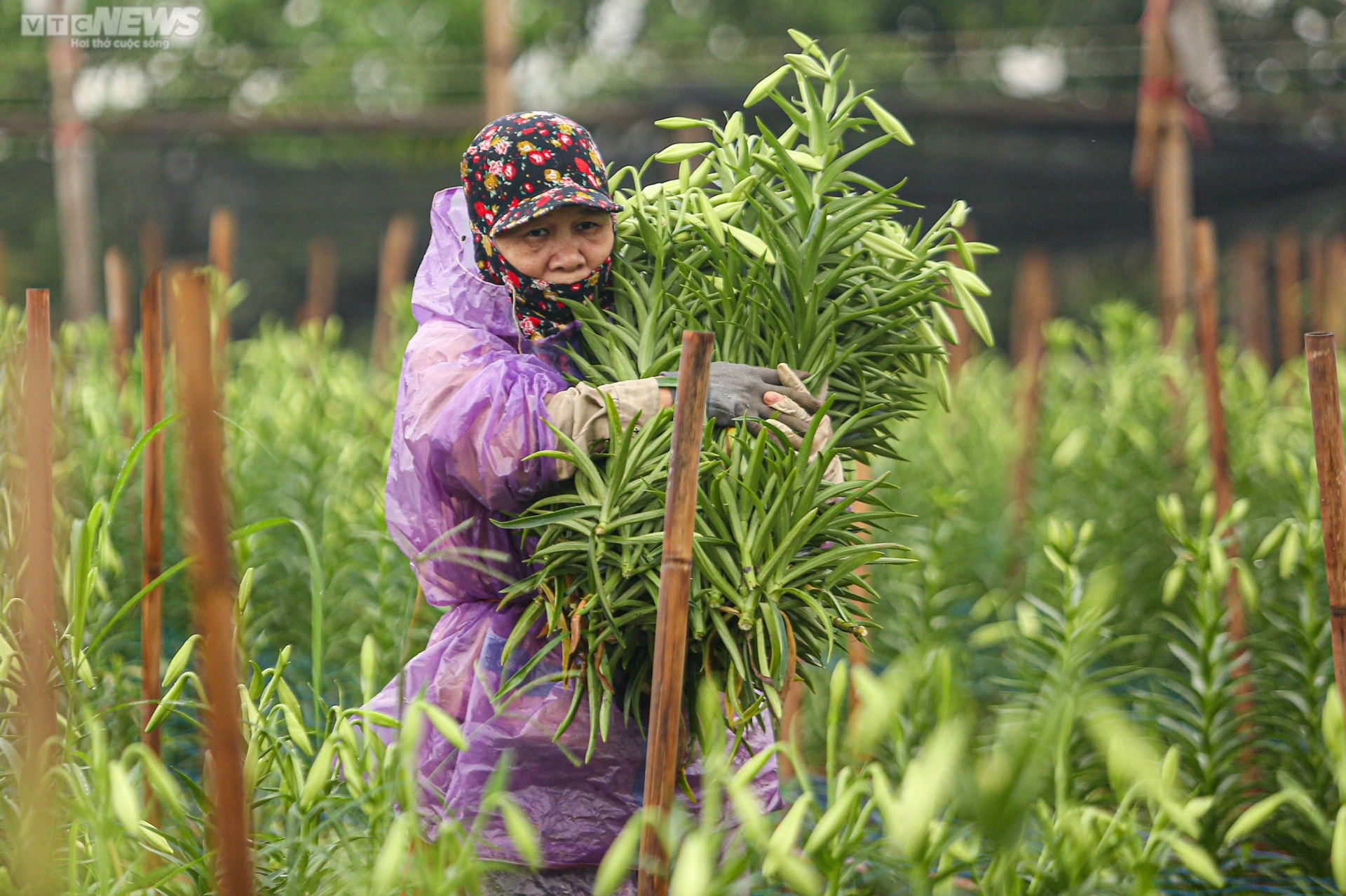 Hoa loa kèn vào vụ, nông dân ngoại thành Hà Nội thu chục triệu đồng mỗi ngày - 6
