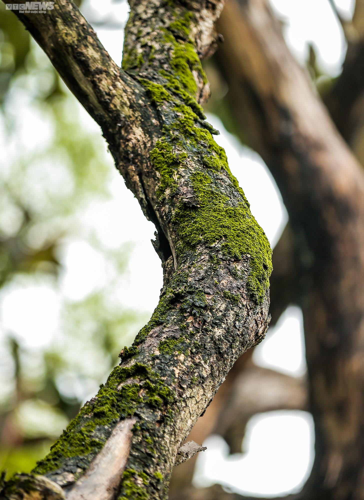 Hà Nội: Cận cảnh 3 cây sưa chết khô, nứt gốc bên hồ Gươm dự kiến sẽ chặt hạ - 10