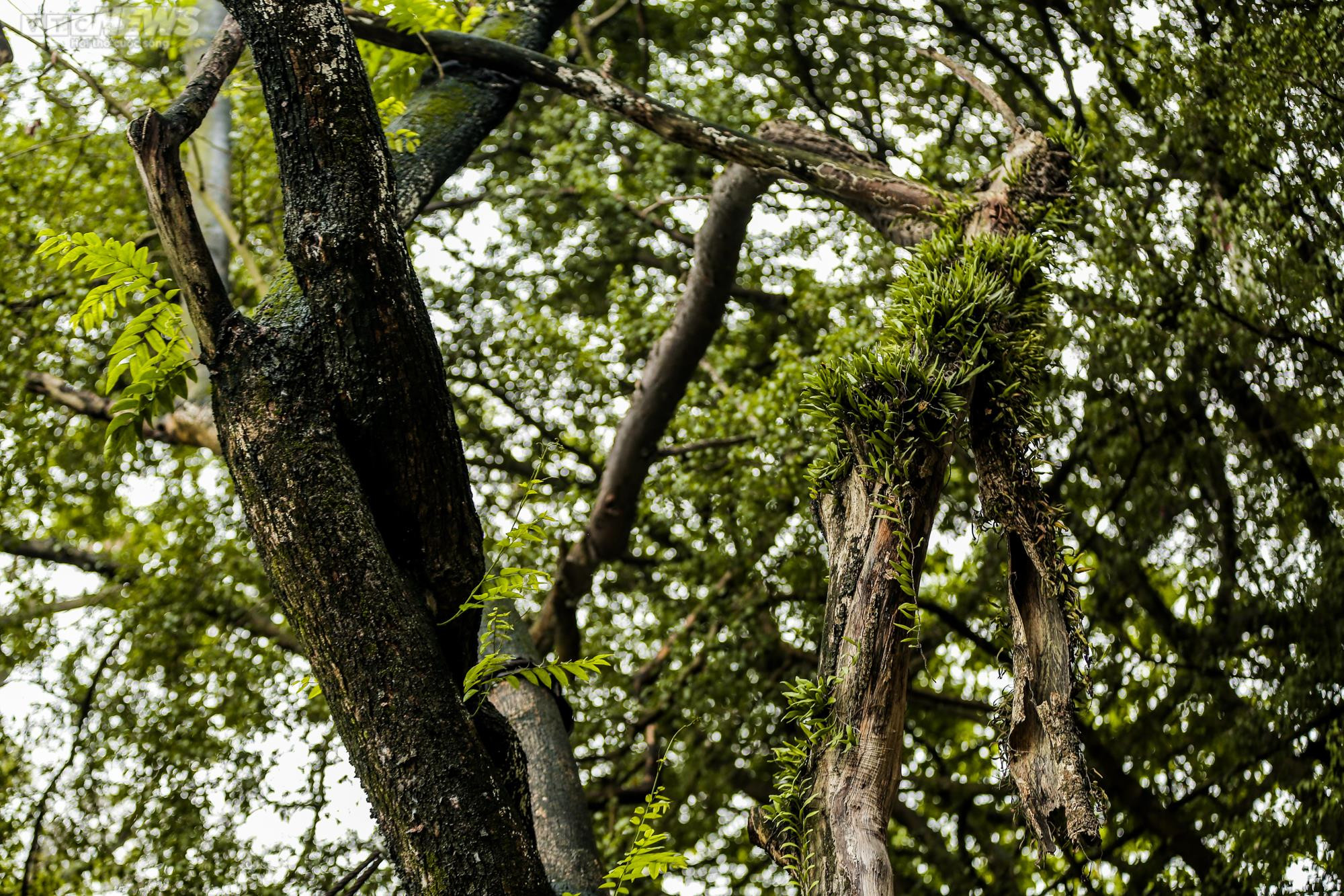 Hà Nội: Cận cảnh 3 cây sưa chết khô, nứt gốc bên hồ Gươm dự kiến sẽ chặt hạ - 18