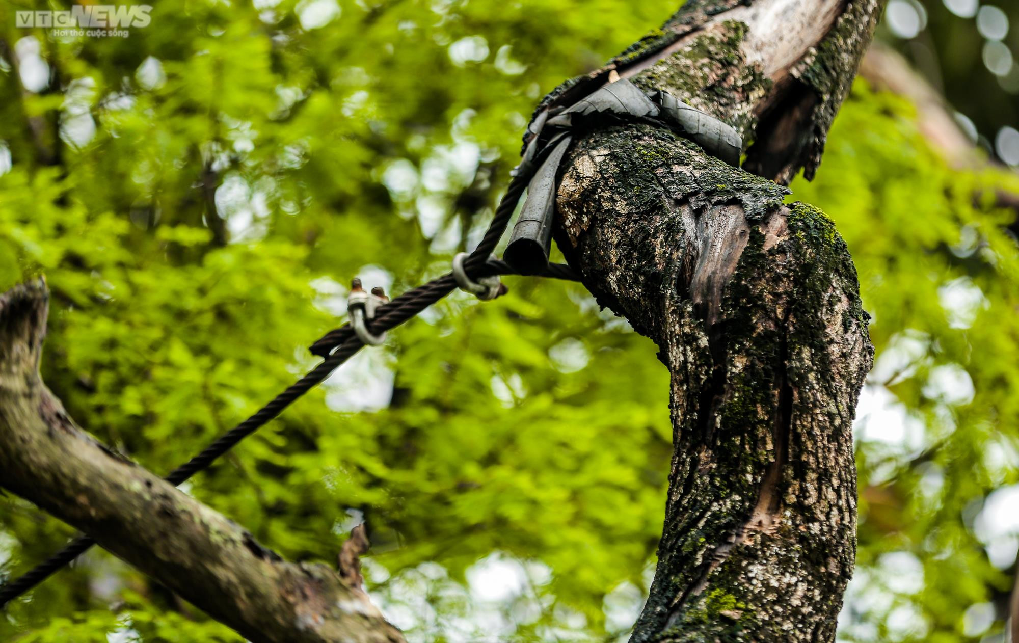 Hà Nội: Cận cảnh 3 cây sưa chết khô, nứt gốc bên hồ Gươm dự kiến sẽ chặt hạ - 9