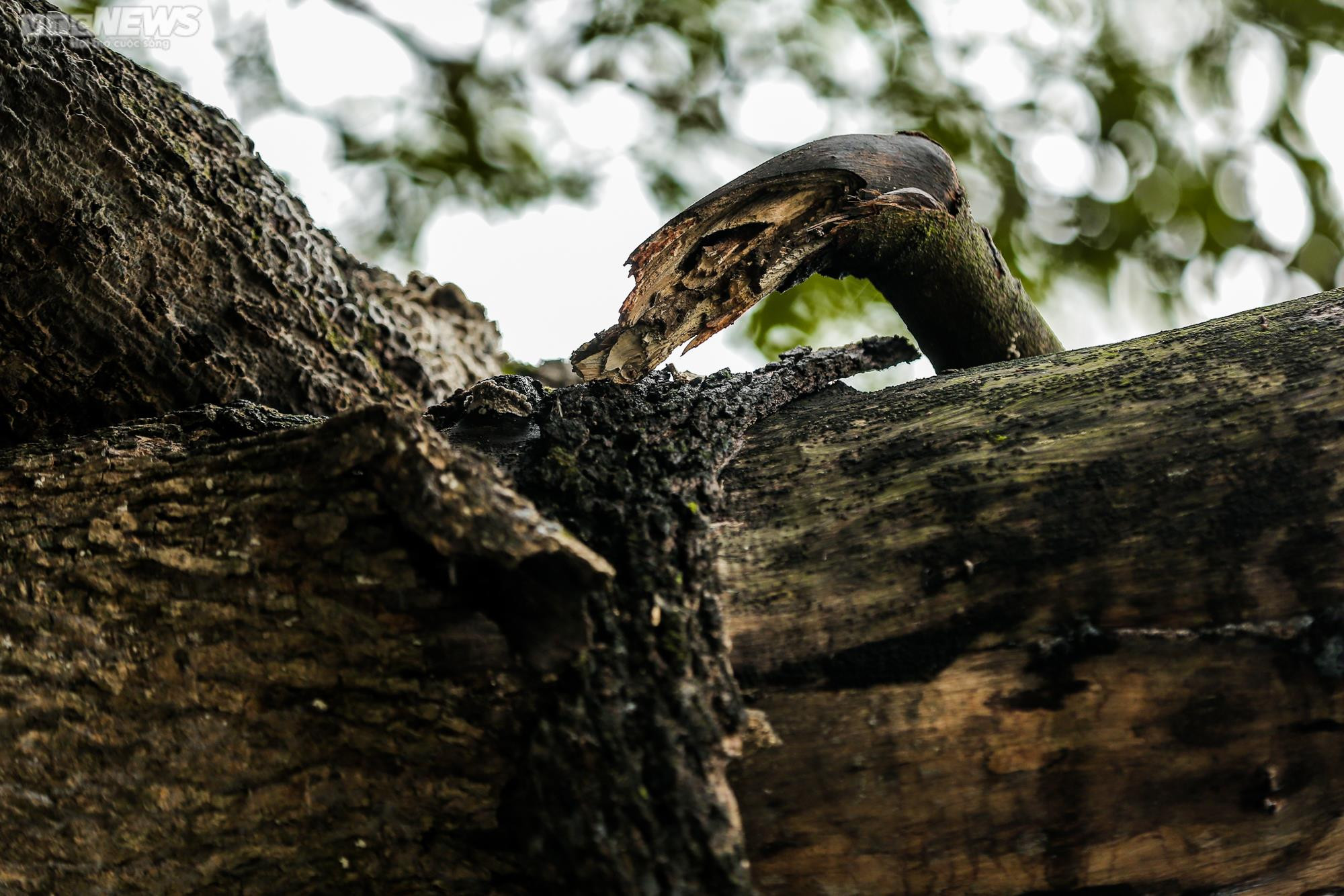 Hà Nội: Cận cảnh 3 cây sưa chết khô, nứt gốc bên hồ Gươm dự kiến sẽ chặt hạ - 16