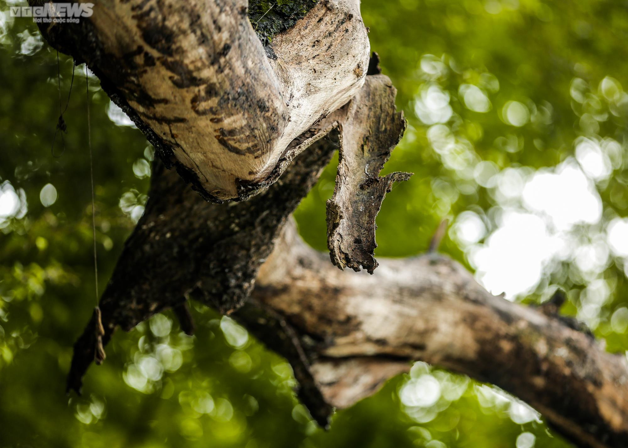 Hà Nội: Cận cảnh 3 cây sưa chết khô, nứt gốc bên hồ Gươm dự kiến sẽ chặt hạ - 17