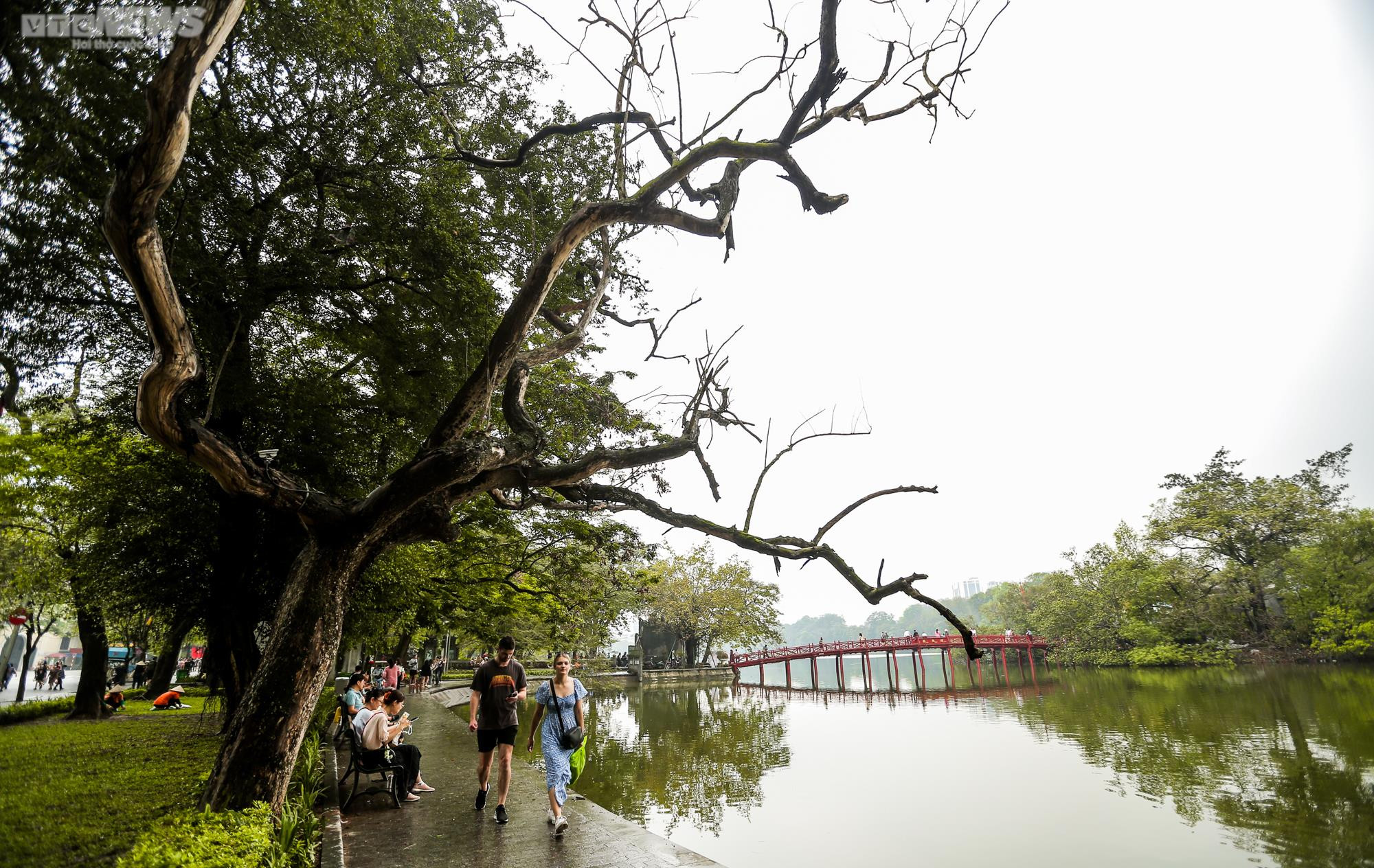 Hà Nội: Cận cảnh 3 cây sưa chết khô, nứt gốc bên hồ Gươm dự kiến sẽ chặt hạ - 13