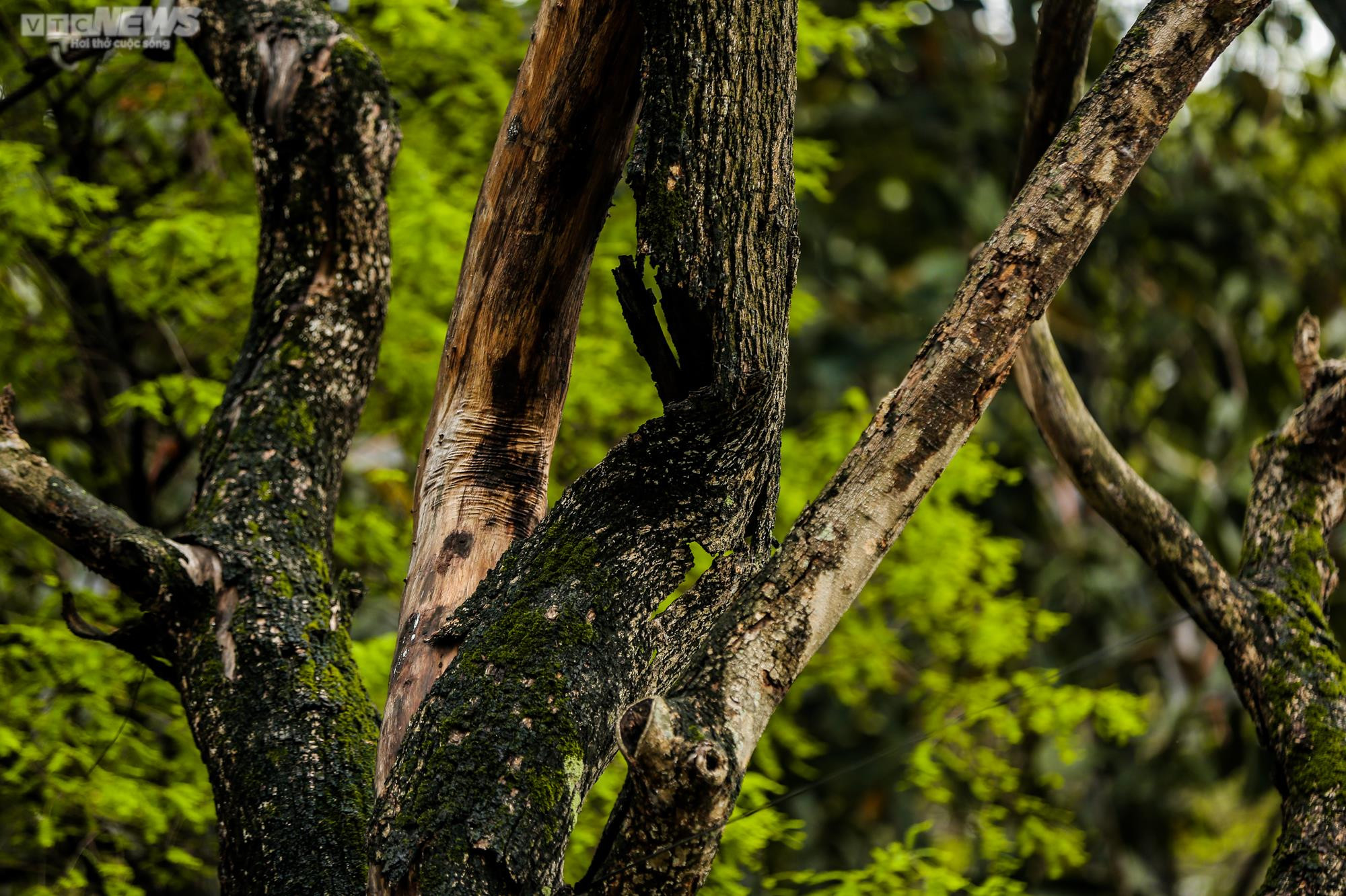 Hà Nội: Cận cảnh 3 cây sưa chết khô, nứt gốc bên hồ Gươm dự kiến sẽ chặt hạ - 3