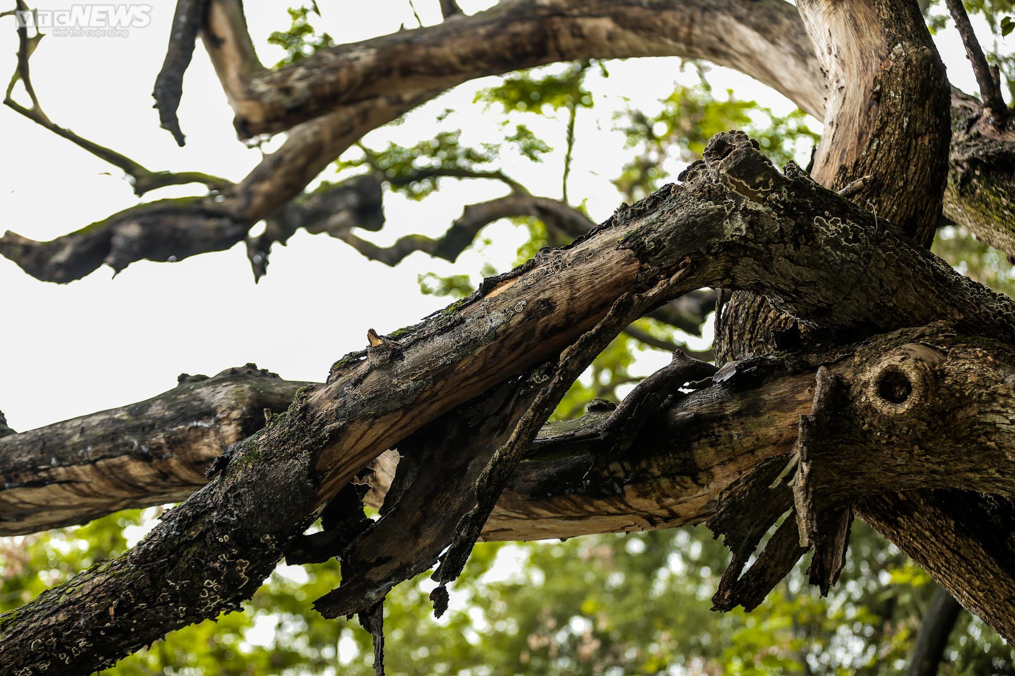 Hà Nội: Cận cảnh 3 cây sưa chết khô, nứt gốc bên hồ Gươm dự kiến sẽ chặt hạ - 15