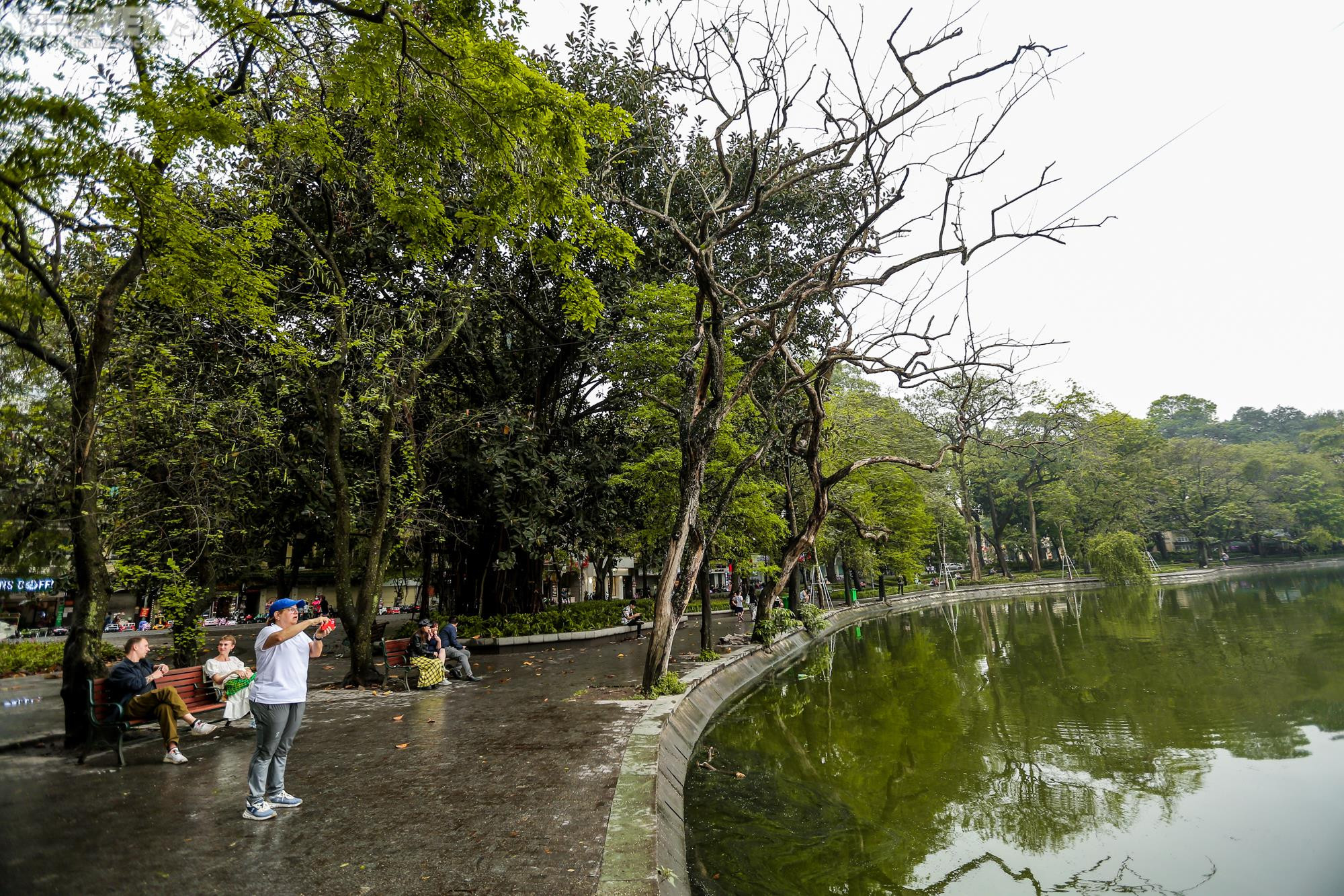 Hà Nội: Cận cảnh 3 cây sưa chết khô, nứt gốc bên hồ Gươm dự kiến sẽ chặt hạ - 2