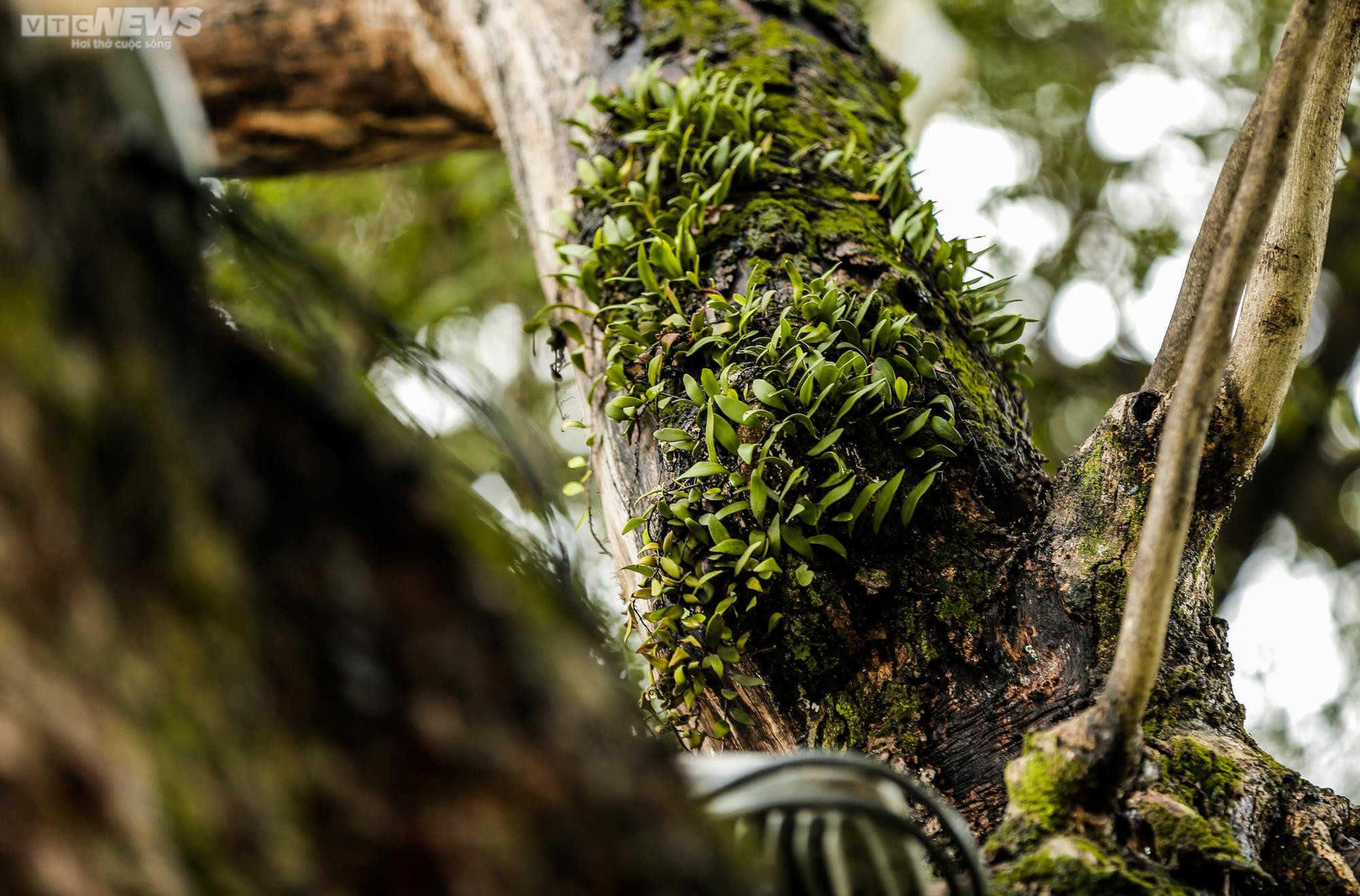 Hà Nội: Cận cảnh 3 cây sưa chết khô, nứt gốc bên hồ Gươm dự kiến sẽ chặt hạ - 12