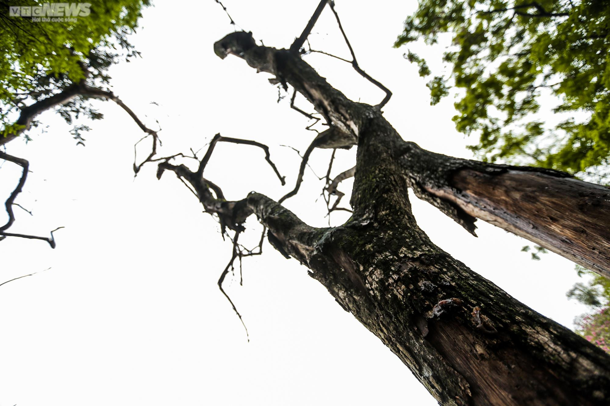 Hà Nội: Cận cảnh 3 cây sưa chết khô, nứt gốc bên hồ Gươm dự kiến sẽ chặt hạ - 5