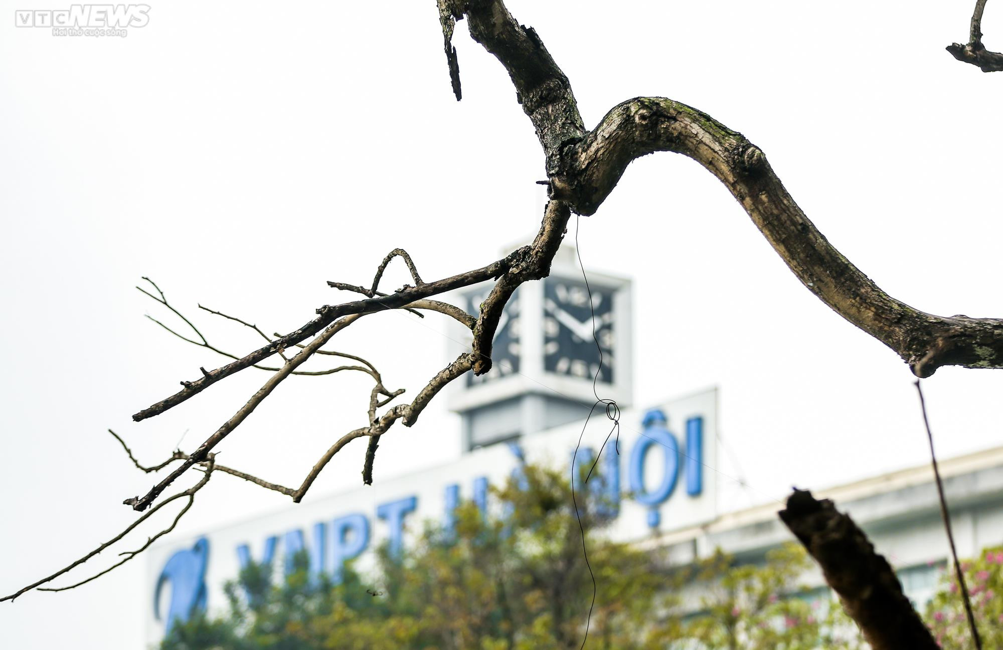 Hà Nội: Cận cảnh 3 cây sưa chết khô, nứt gốc bên hồ Gươm dự kiến sẽ chặt hạ - 4