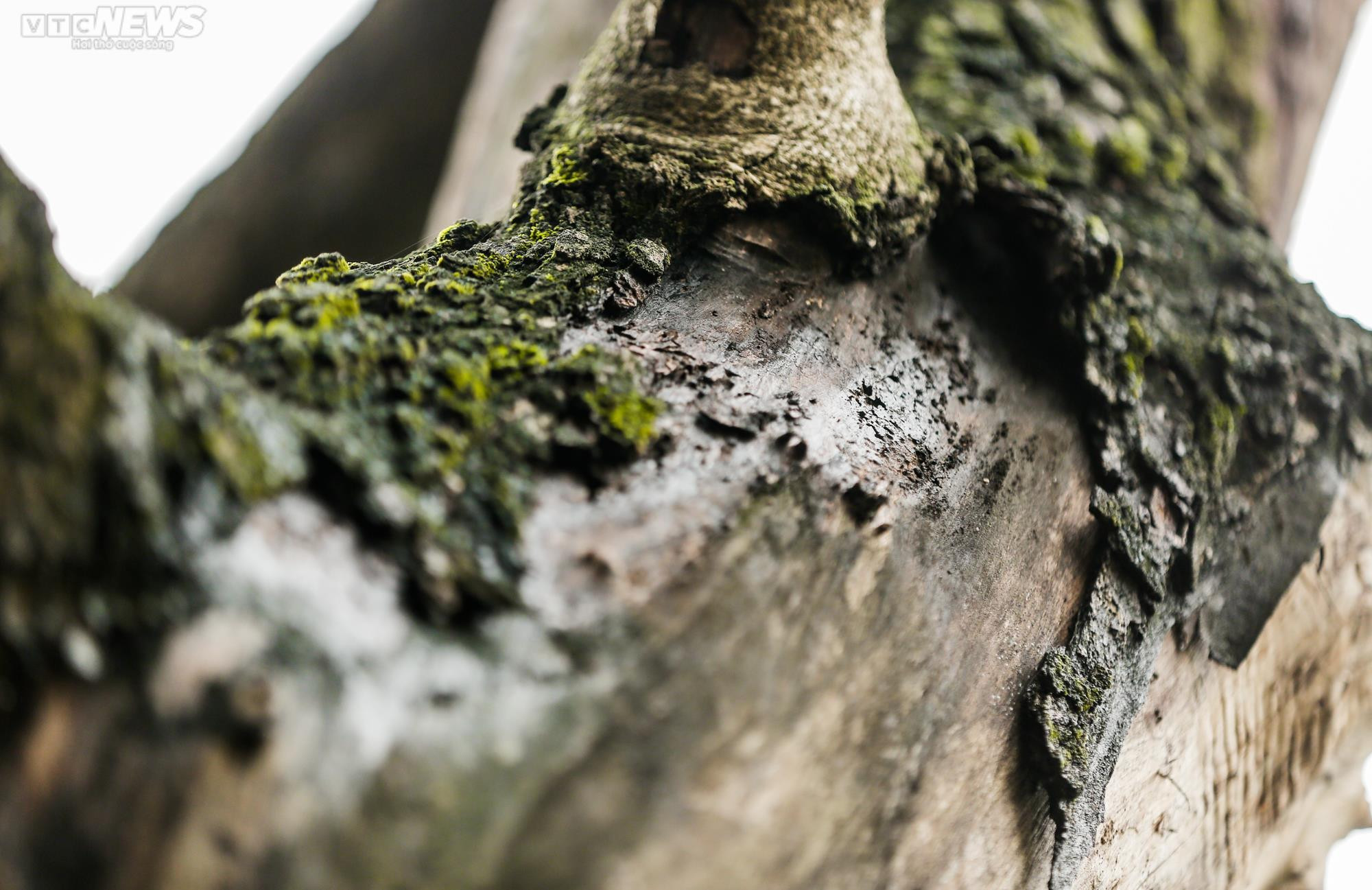 Hà Nội: Cận cảnh 3 cây sưa chết khô, nứt gốc bên hồ Gươm dự kiến sẽ chặt hạ - 6