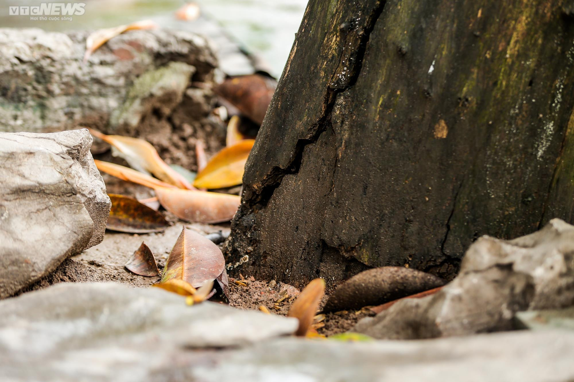 Hà Nội: Cận cảnh 3 cây sưa chết khô, nứt gốc bên hồ Gươm dự kiến sẽ chặt hạ - 7