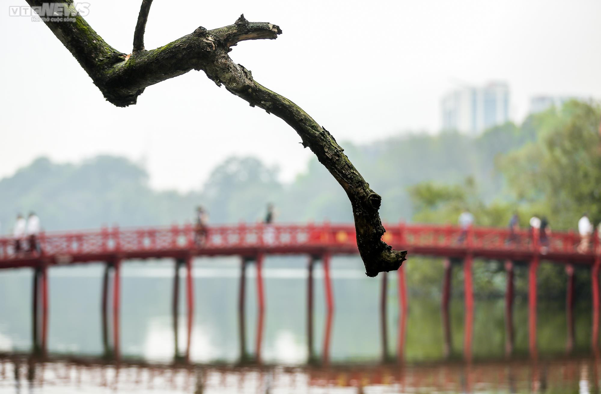 Hà Nội: Cận cảnh 3 cây sưa chết khô, nứt gốc bên hồ Gươm dự kiến sẽ chặt hạ - 14