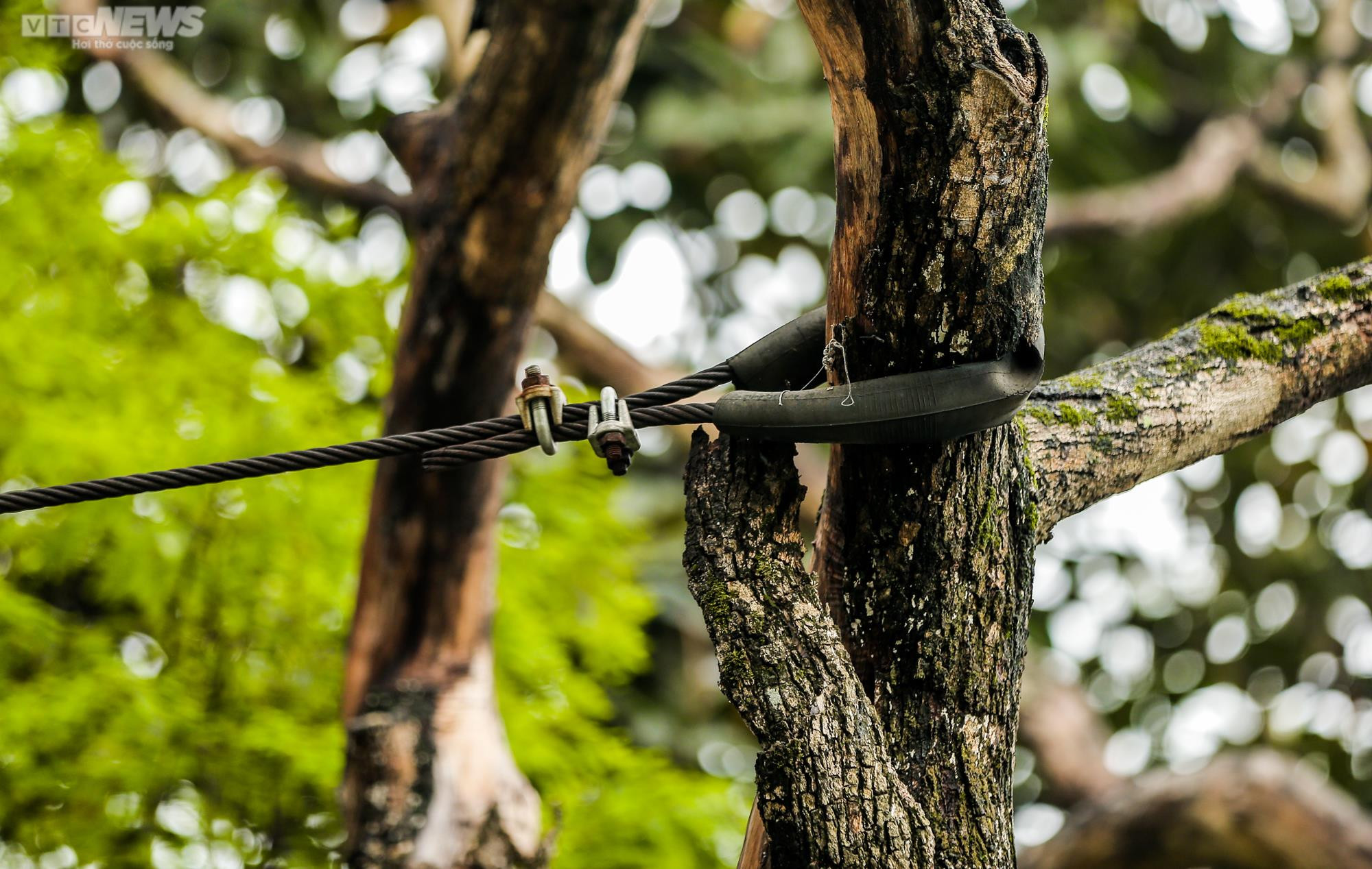 Hà Nội: Cận cảnh 3 cây sưa chết khô, nứt gốc bên hồ Gươm dự kiến sẽ chặt hạ - 8