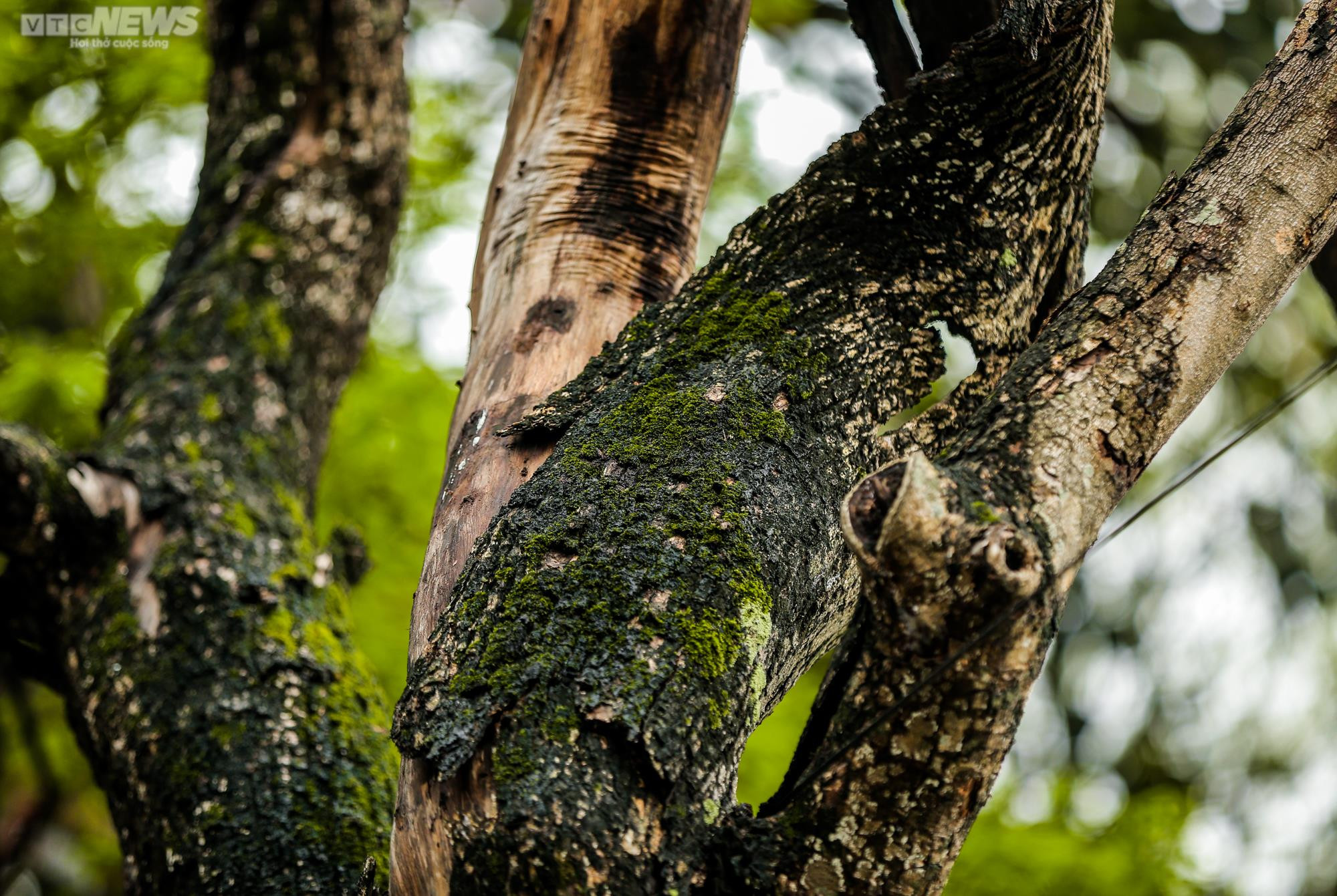 Hà Nội: Cận cảnh 3 cây sưa chết khô, nứt gốc bên hồ Gươm dự kiến sẽ chặt hạ - 11