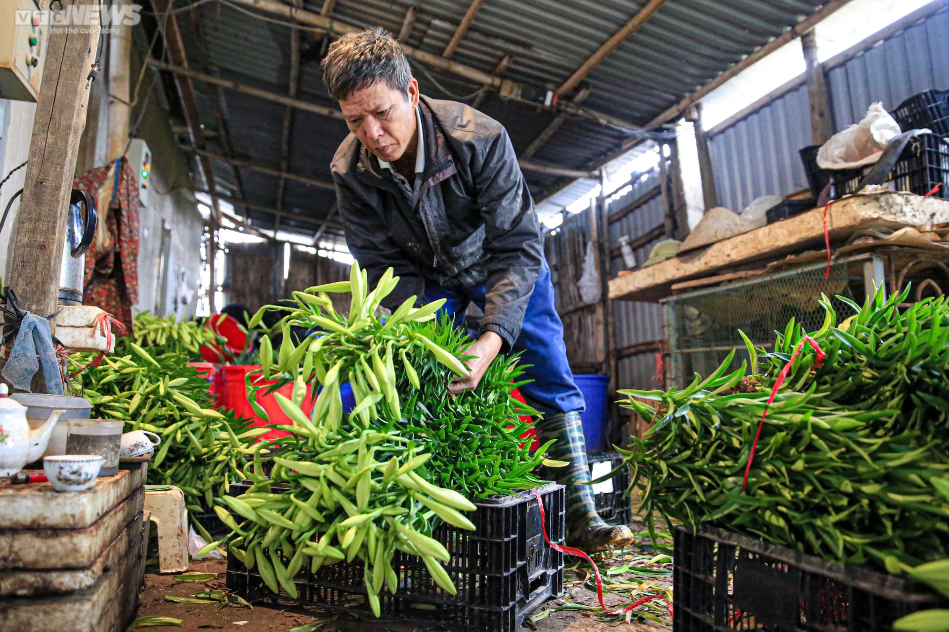 Hoa loa kèn vào vụ, nông dân ngoại thành Hà Nội thu chục triệu đồng mỗi ngày - 11