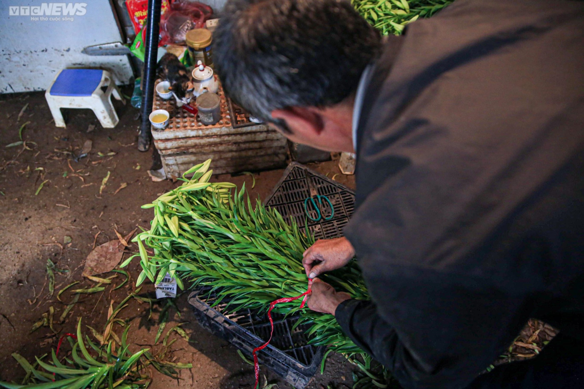 Hoa loa kèn vào vụ, nông dân ngoại thành Hà Nội thu chục triệu đồng mỗi ngày - 12