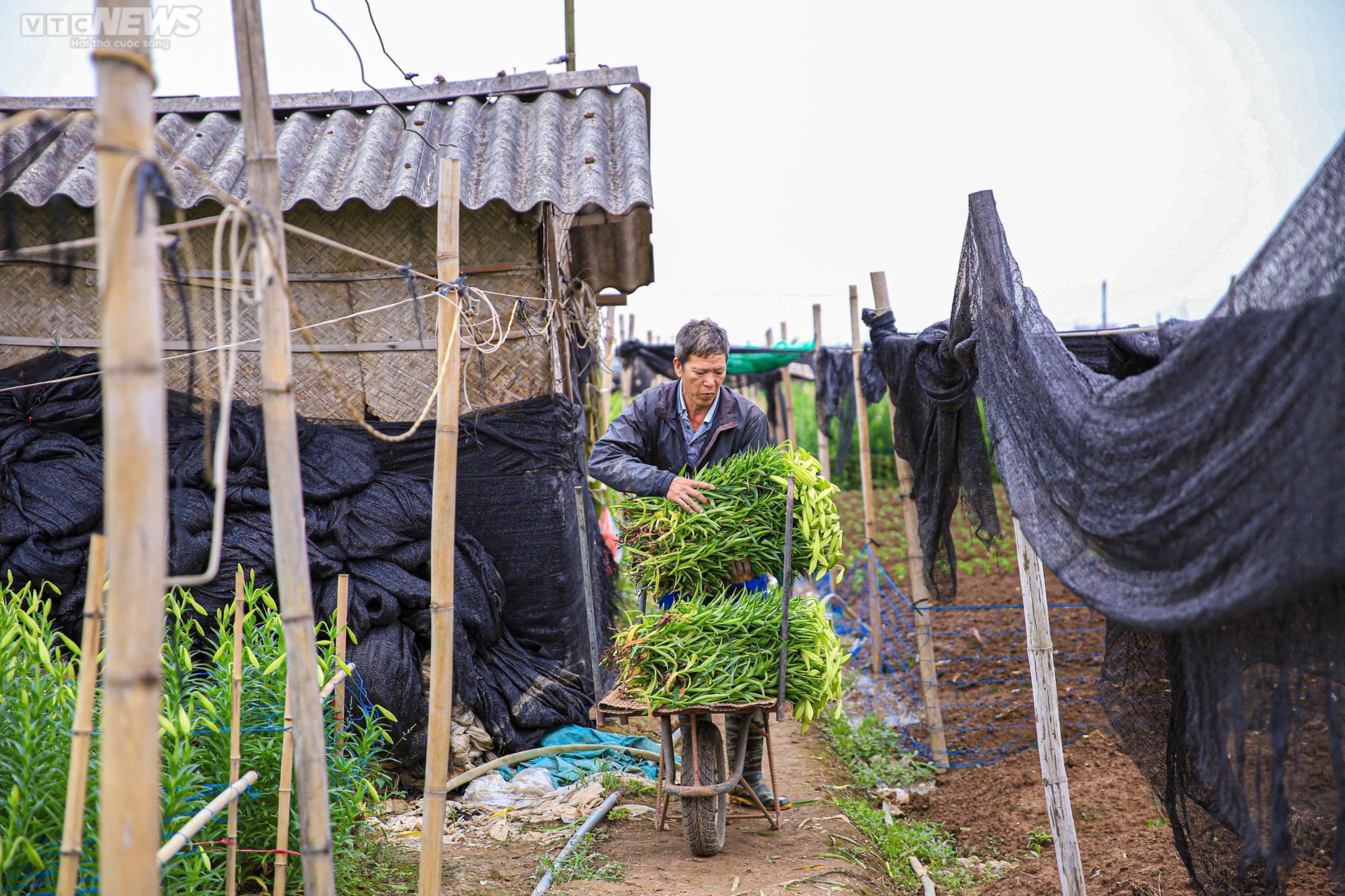 Hoa loa kèn vào vụ, nông dân ngoại thành Hà Nội thu chục triệu đồng mỗi ngày - 10