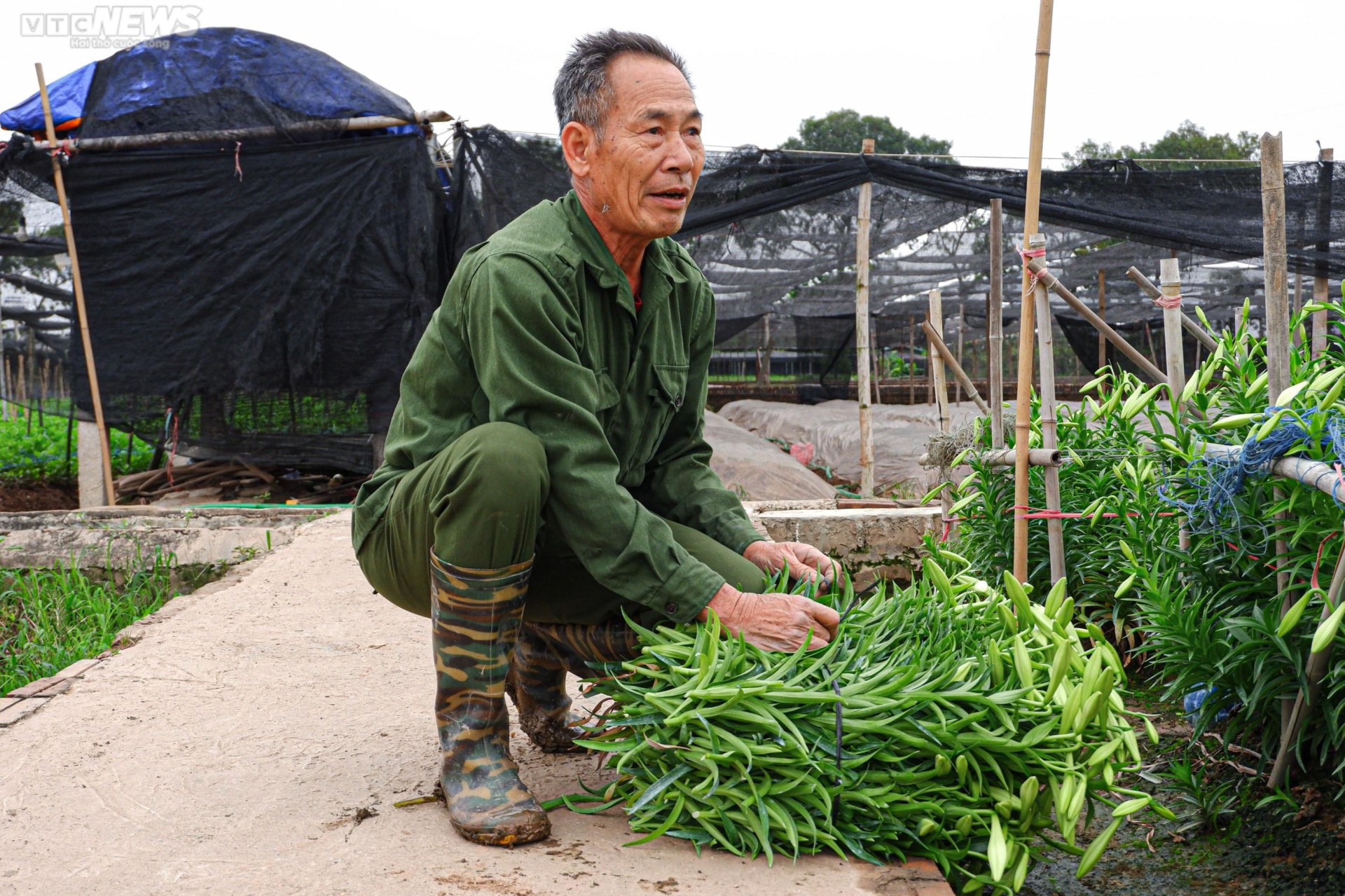 Hoa loa kèn vào vụ, nông dân ngoại thành Hà Nội thu chục triệu đồng mỗi ngày - 9