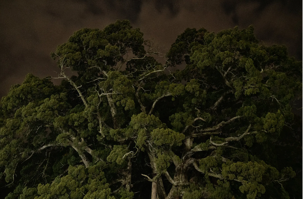 'Hòn đảo yêu tinh' - nơi lưu truyền thuyết về những quái vật rùng rợn ở Nhật Bản - 4