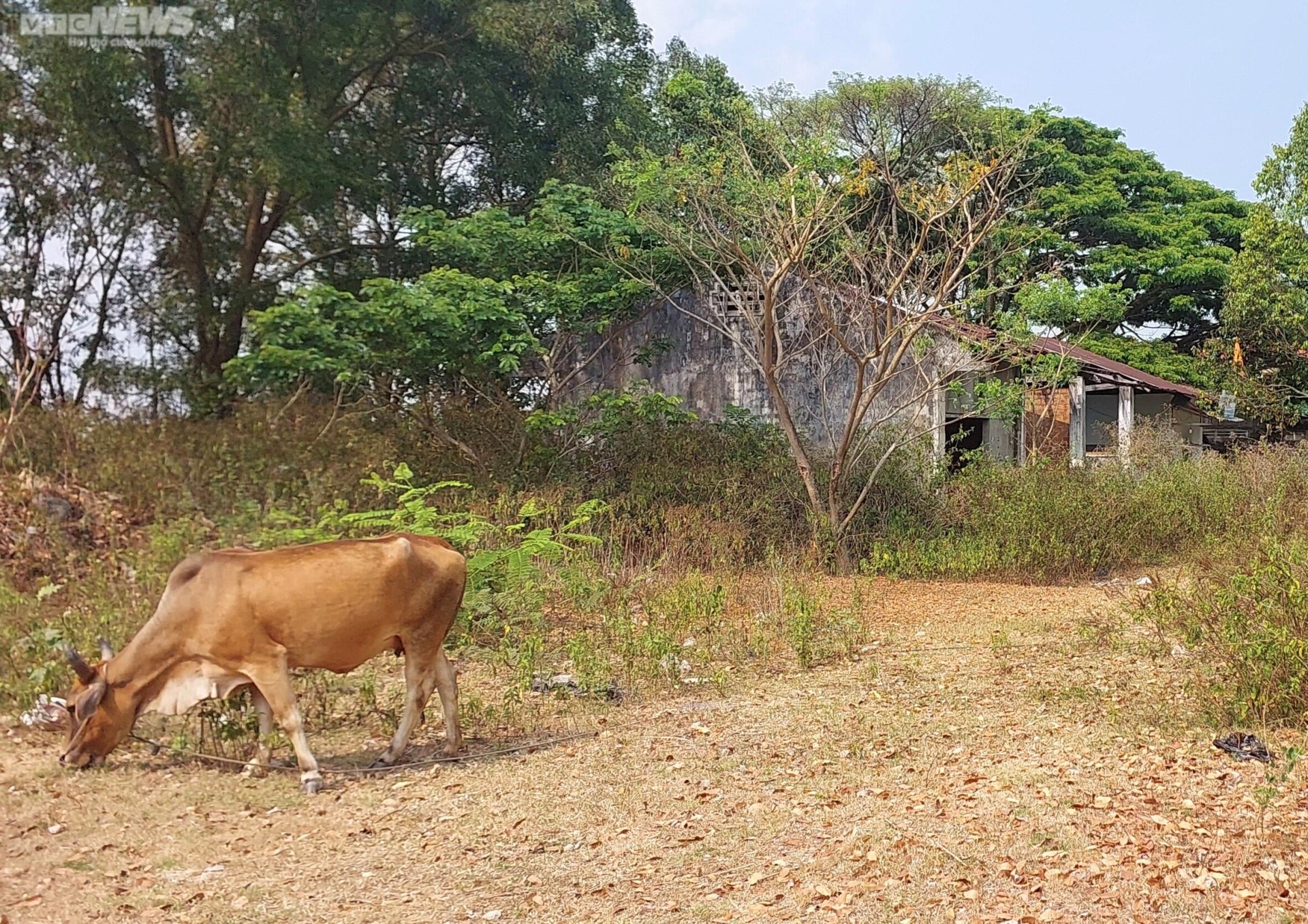 Hàng loạt khu 'đất vàng' thành bãi đậu xe, nơi chăn bò ở Gia Lai - 9