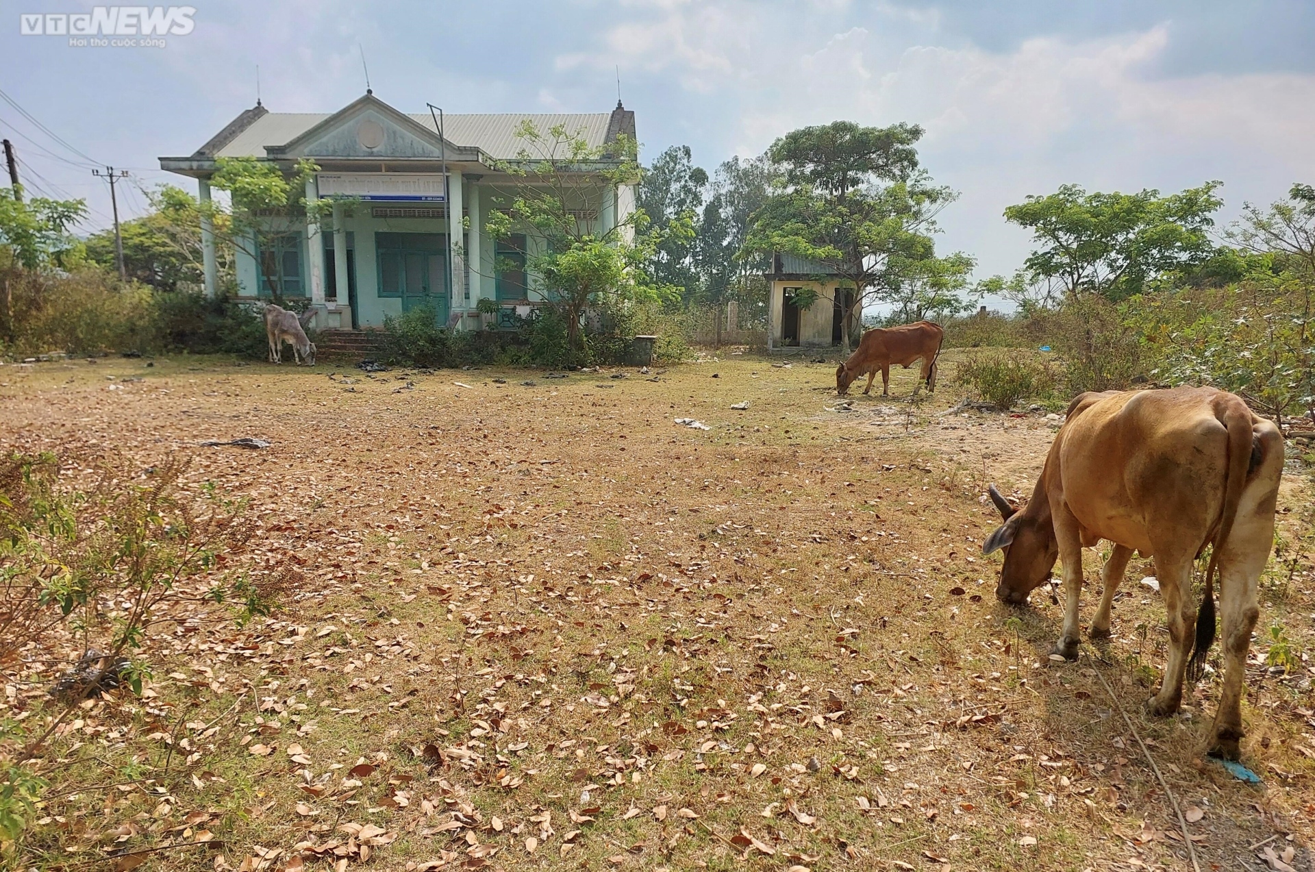 Hàng loạt khu 'đất vàng' thành bãi đậu xe, nơi chăn bò ở Gia Lai - 8