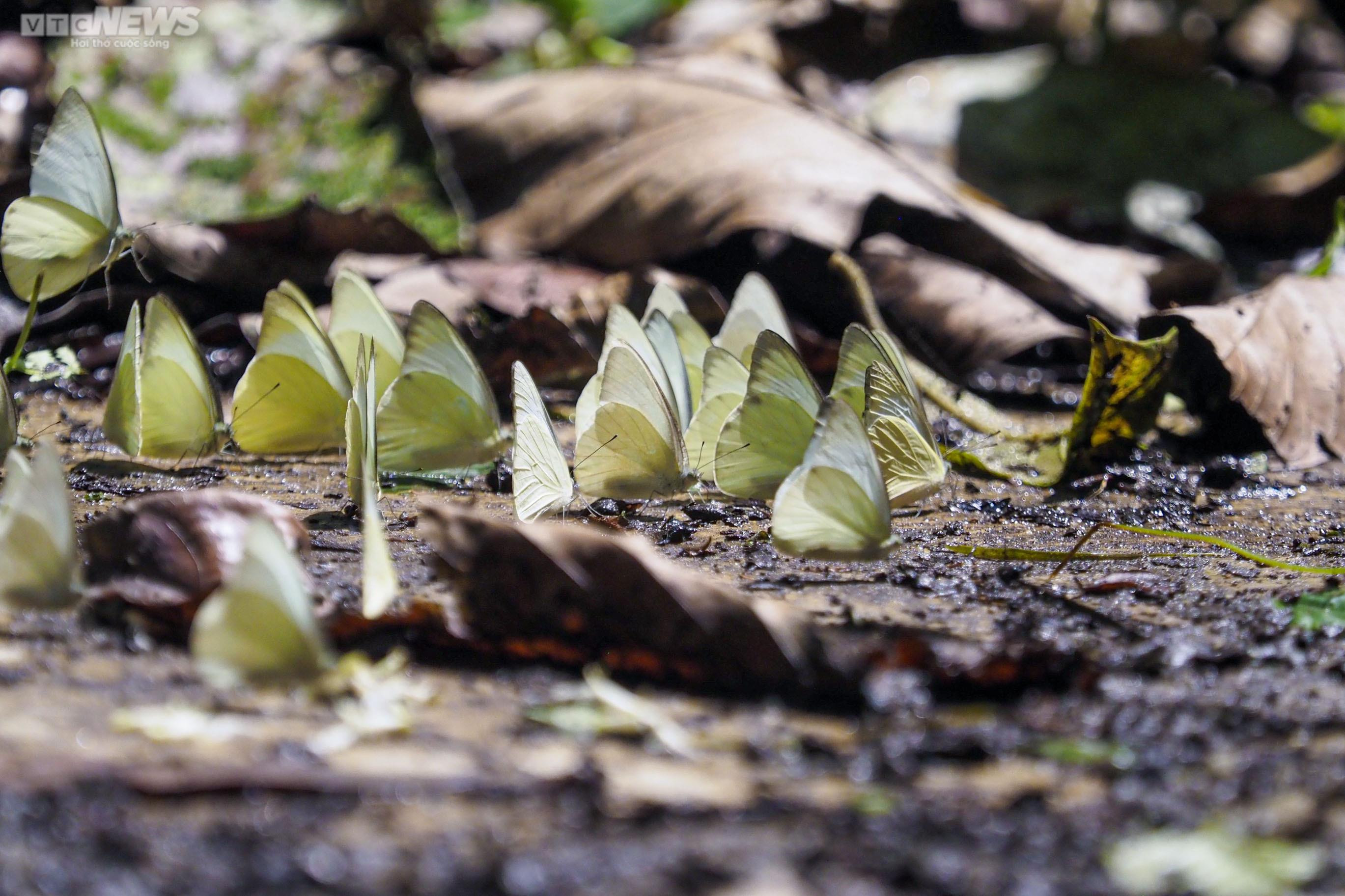 Chiêm ngưỡng hàng triệu cánh bướm bay rợp trời tại Vườn quốc gia Cúc Phương - 3