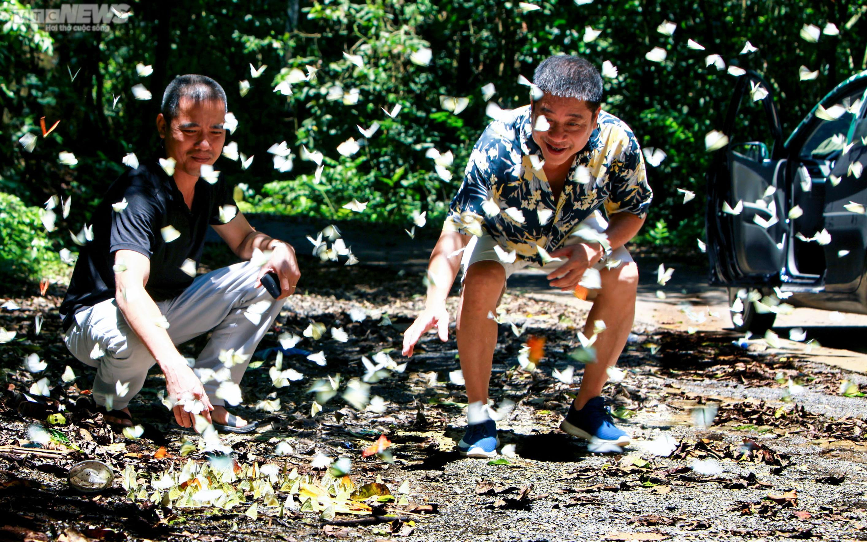 Chiêm ngưỡng hàng triệu cánh bướm bay rợp trời tại Vườn quốc gia Cúc Phương - 4