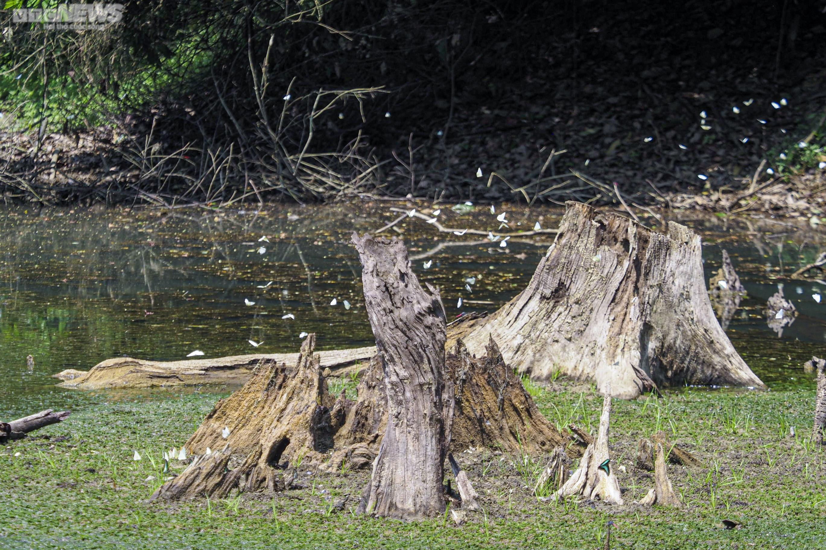 Chiêm ngưỡng hàng triệu cánh bướm bay rợp trời tại Vườn quốc gia Cúc Phương - 5