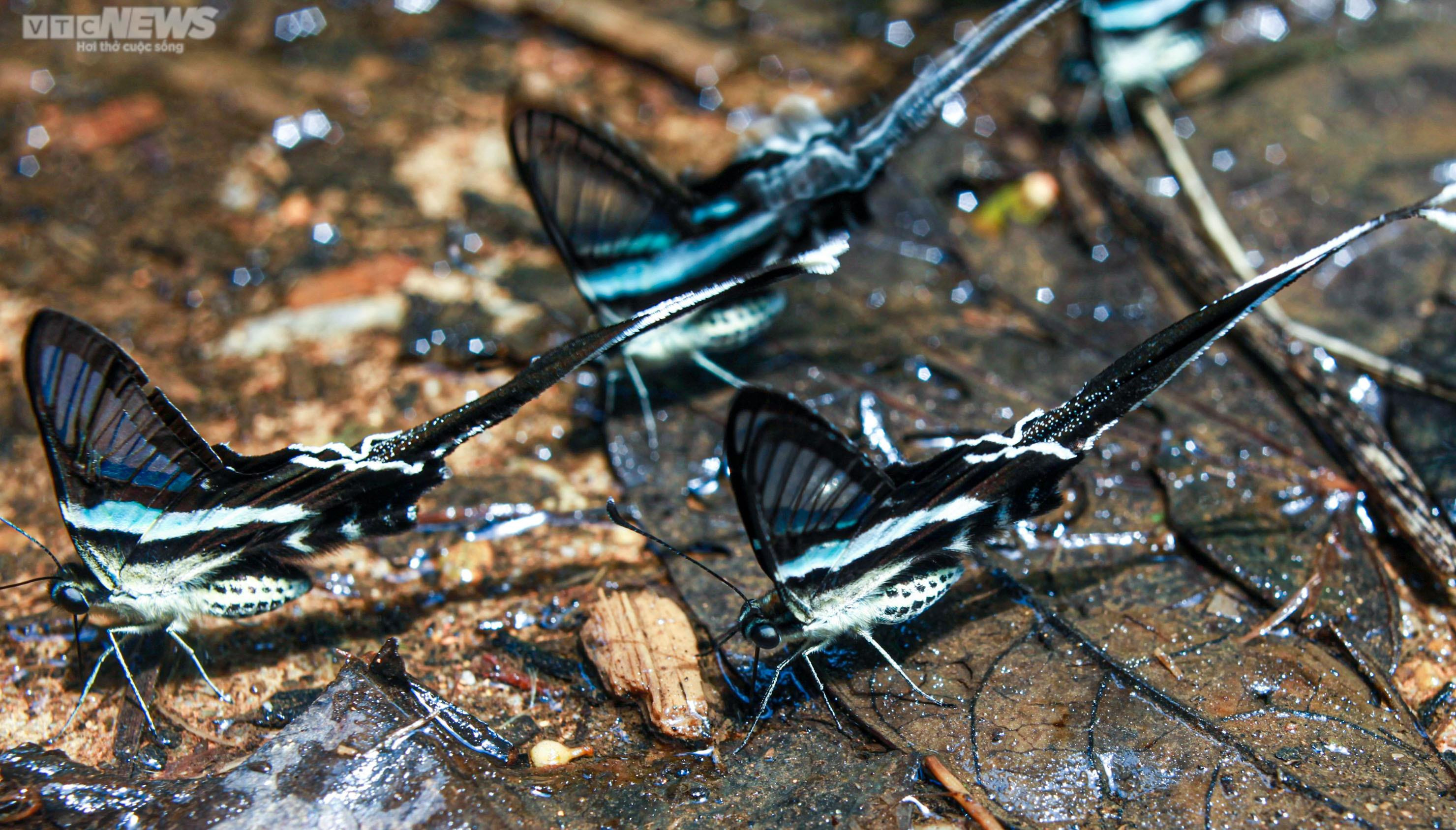 Chiêm ngưỡng hàng triệu cánh bướm bay rợp trời tại Vườn quốc gia Cúc Phương - 6