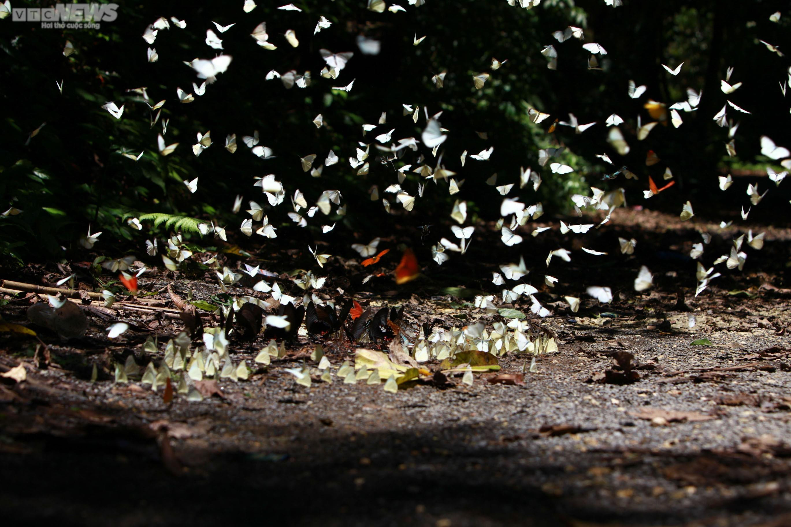 Chiêm ngưỡng hàng triệu cánh bướm bay rợp trời tại Vườn quốc gia Cúc Phương - 9