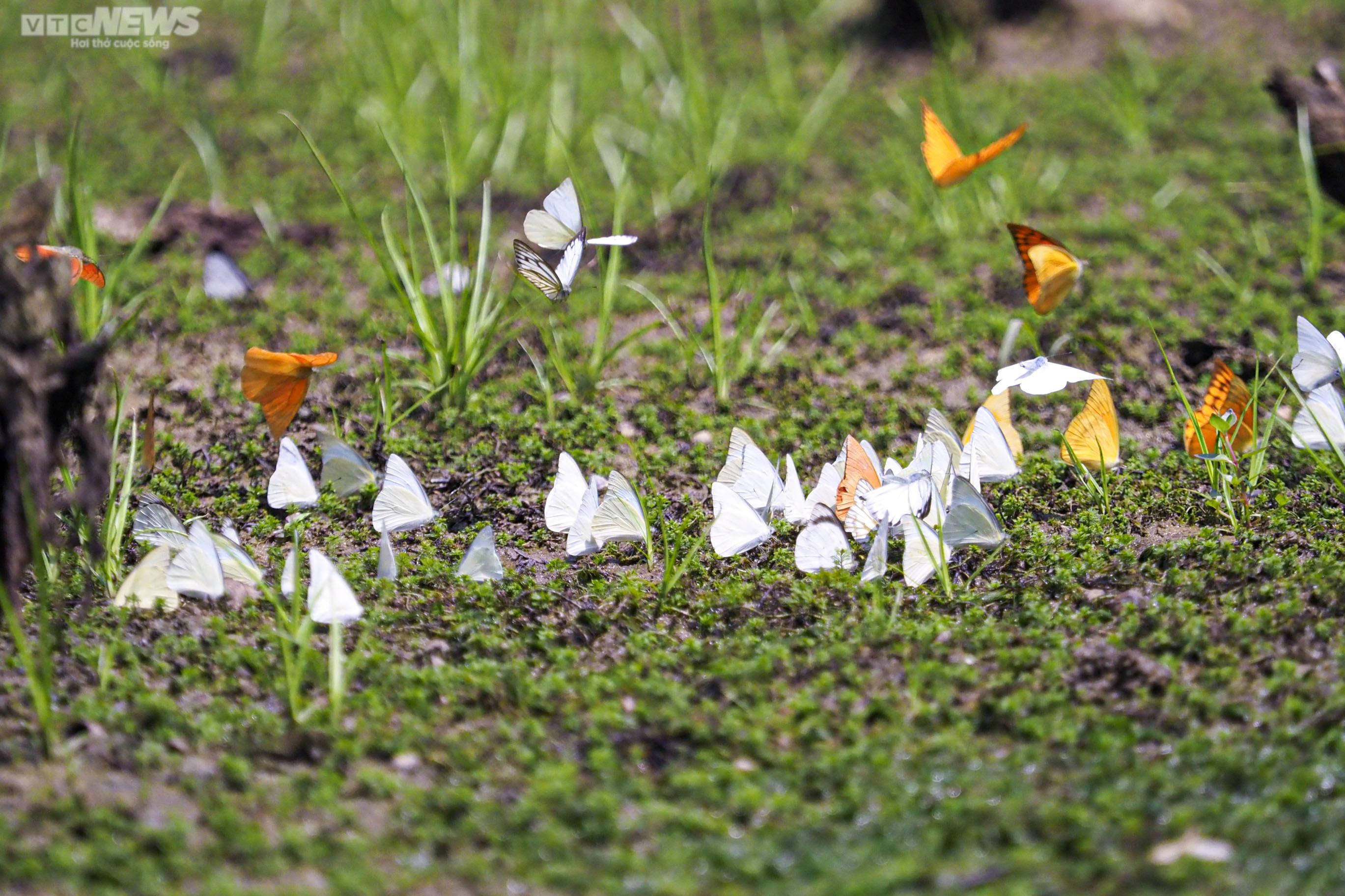 Chiêm ngưỡng hàng triệu cánh bướm bay rợp trời tại Vườn quốc gia Cúc Phương - 14