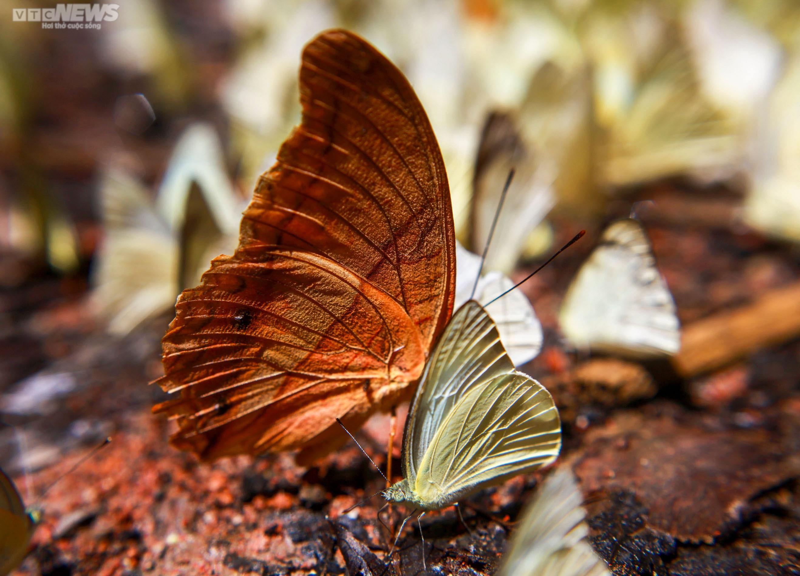 Chiêm ngưỡng hàng triệu cánh bướm bay rợp trời tại Vườn quốc gia Cúc Phương - 8