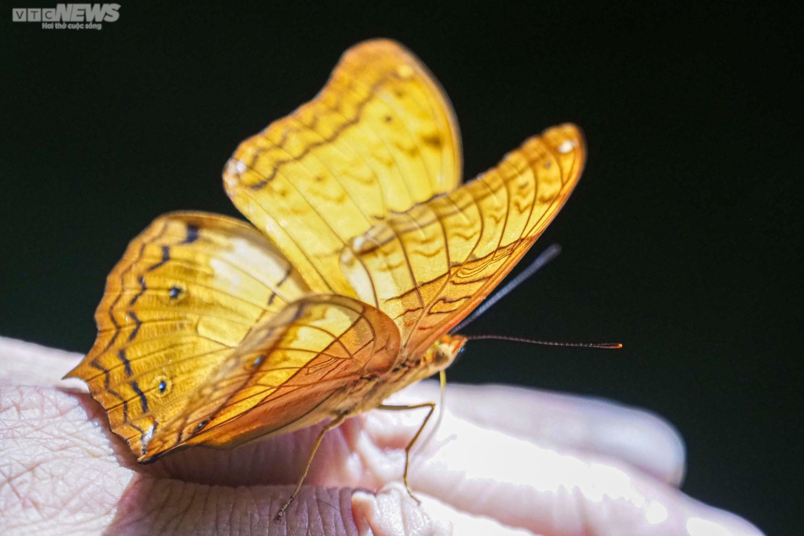 Chiêm ngưỡng hàng triệu cánh bướm bay rợp trời tại Vườn quốc gia Cúc Phương - 7