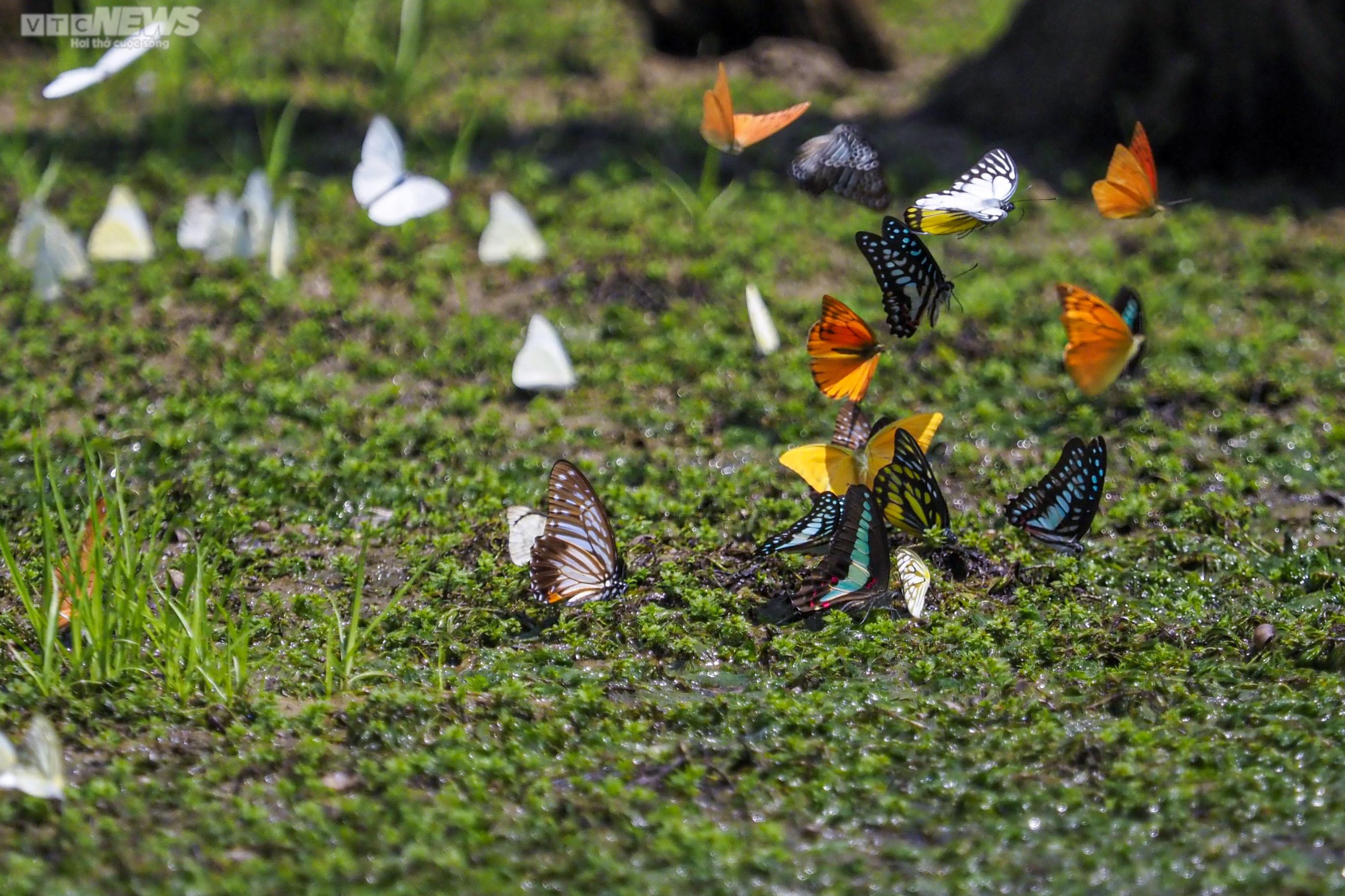 Chiêm ngưỡng hàng triệu cánh bướm bay rợp trời tại Vườn quốc gia Cúc Phương - 2