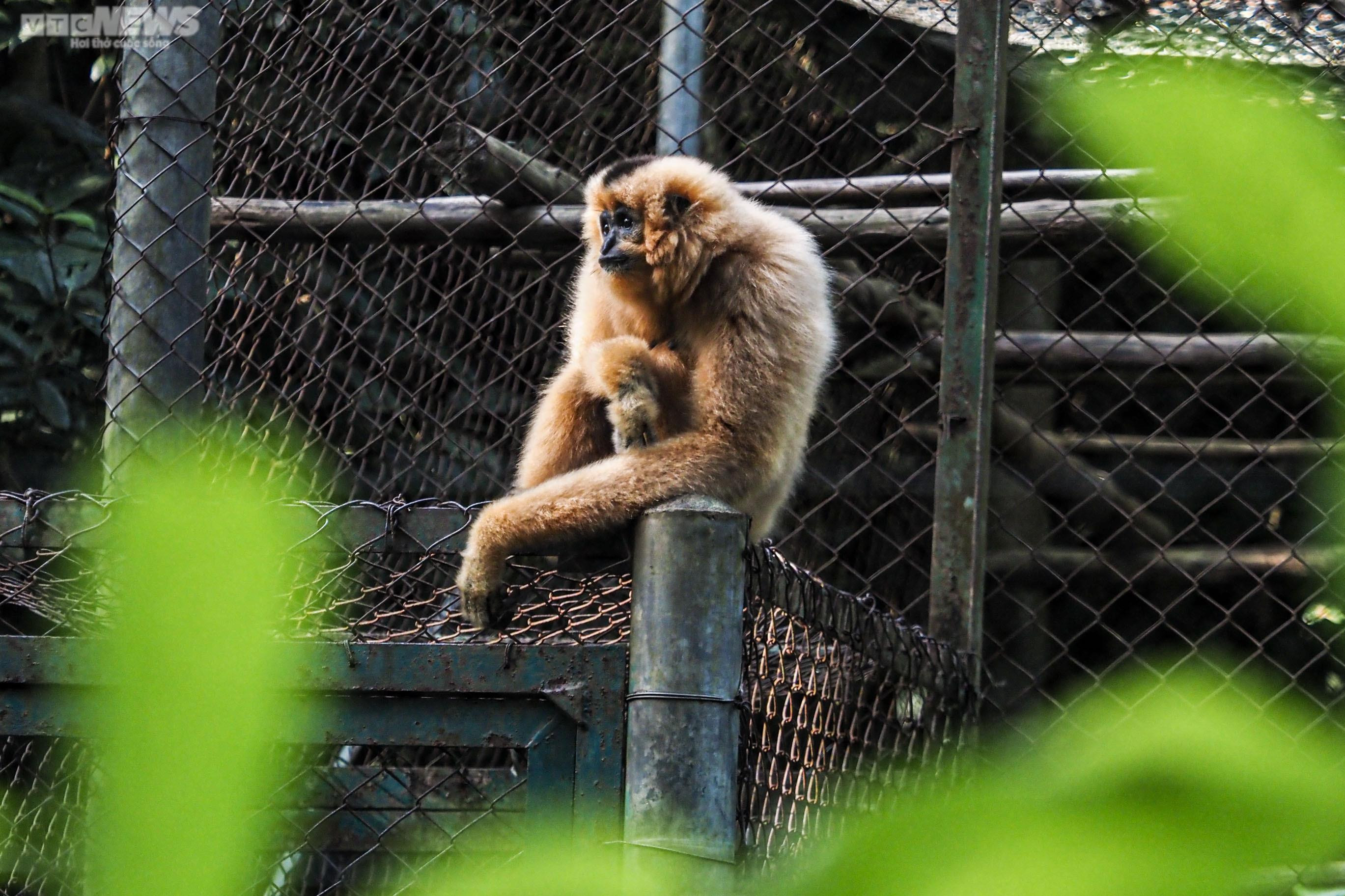 Cận cảnh vượn đen má hung quý hiếm giữa rừng Cúc Phương - 14