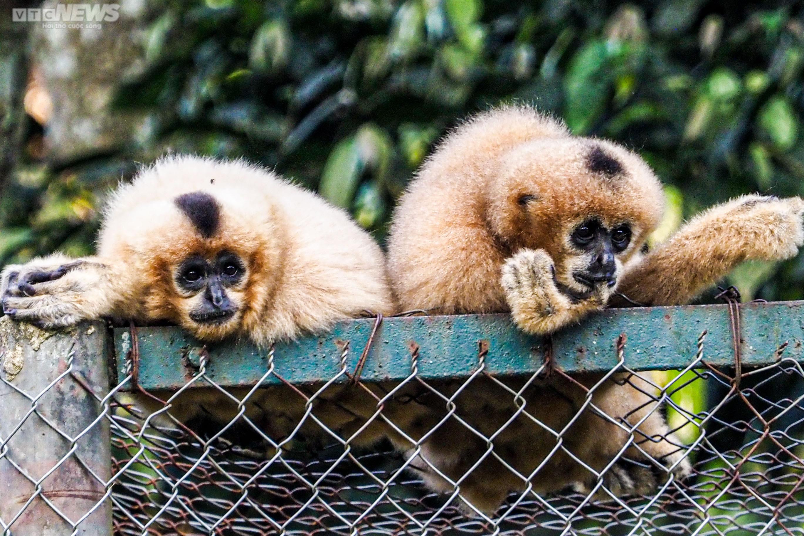 Cận cảnh vượn đen má hung quý hiếm giữa rừng Cúc Phương - 8