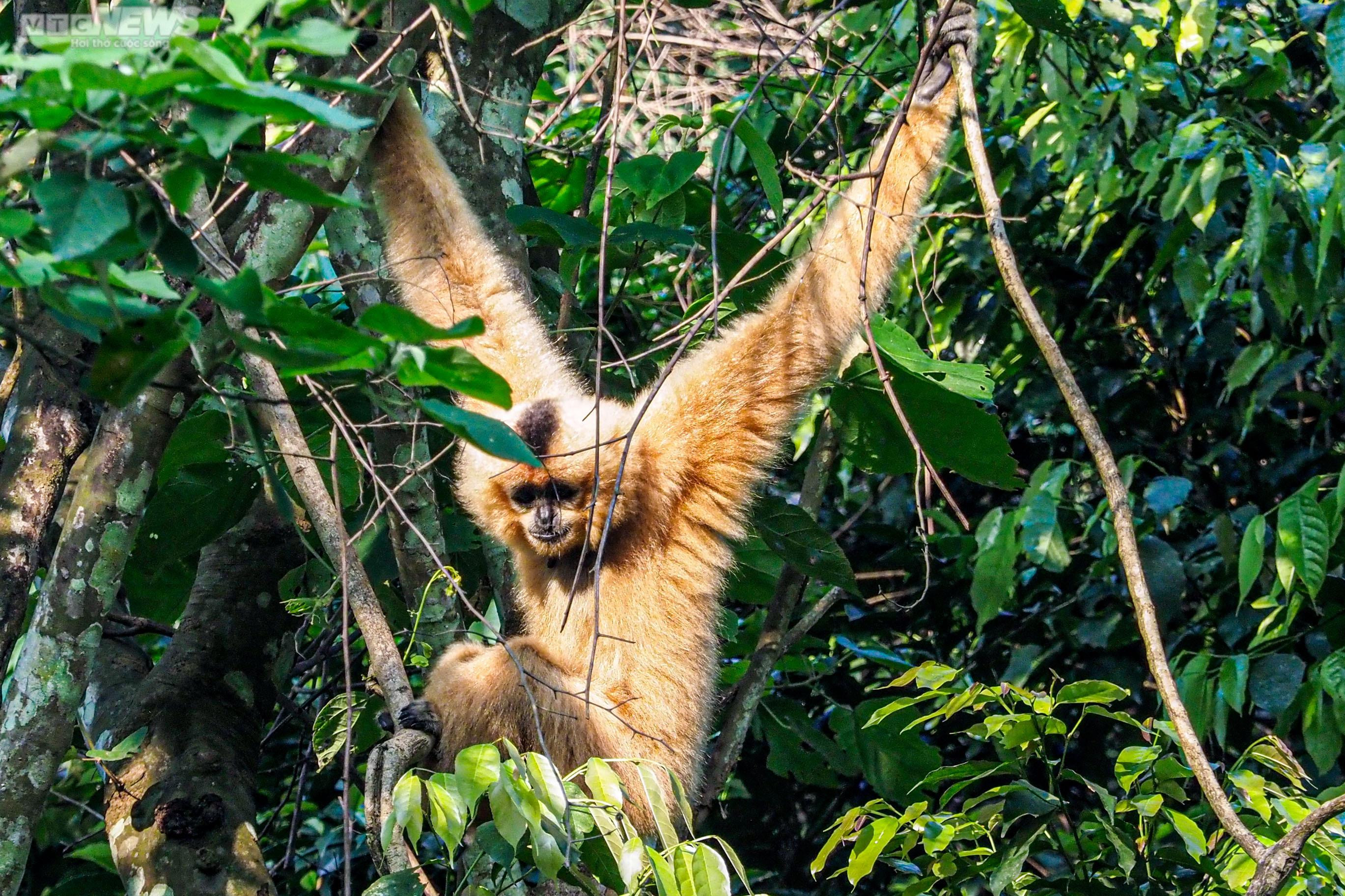 Cận cảnh vượn đen má hung quý hiếm giữa rừng Cúc Phương - 9