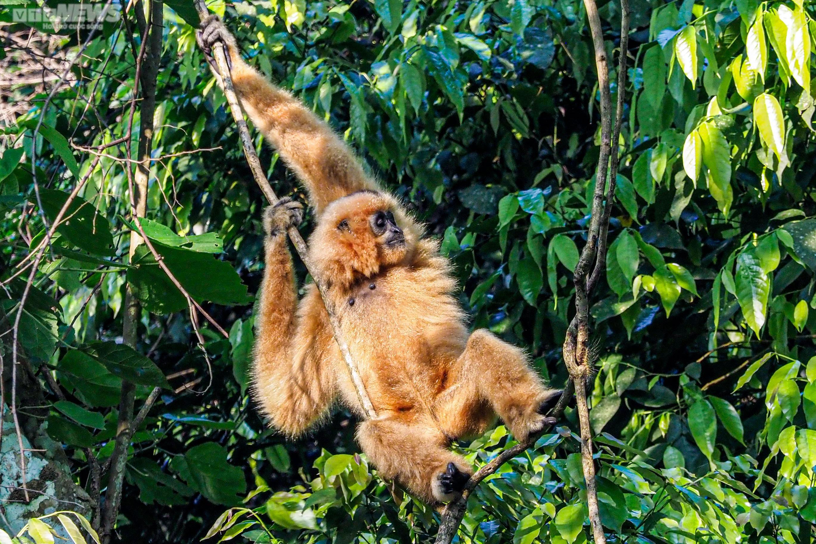 Cận cảnh vượn đen má hung quý hiếm giữa rừng Cúc Phương - 13